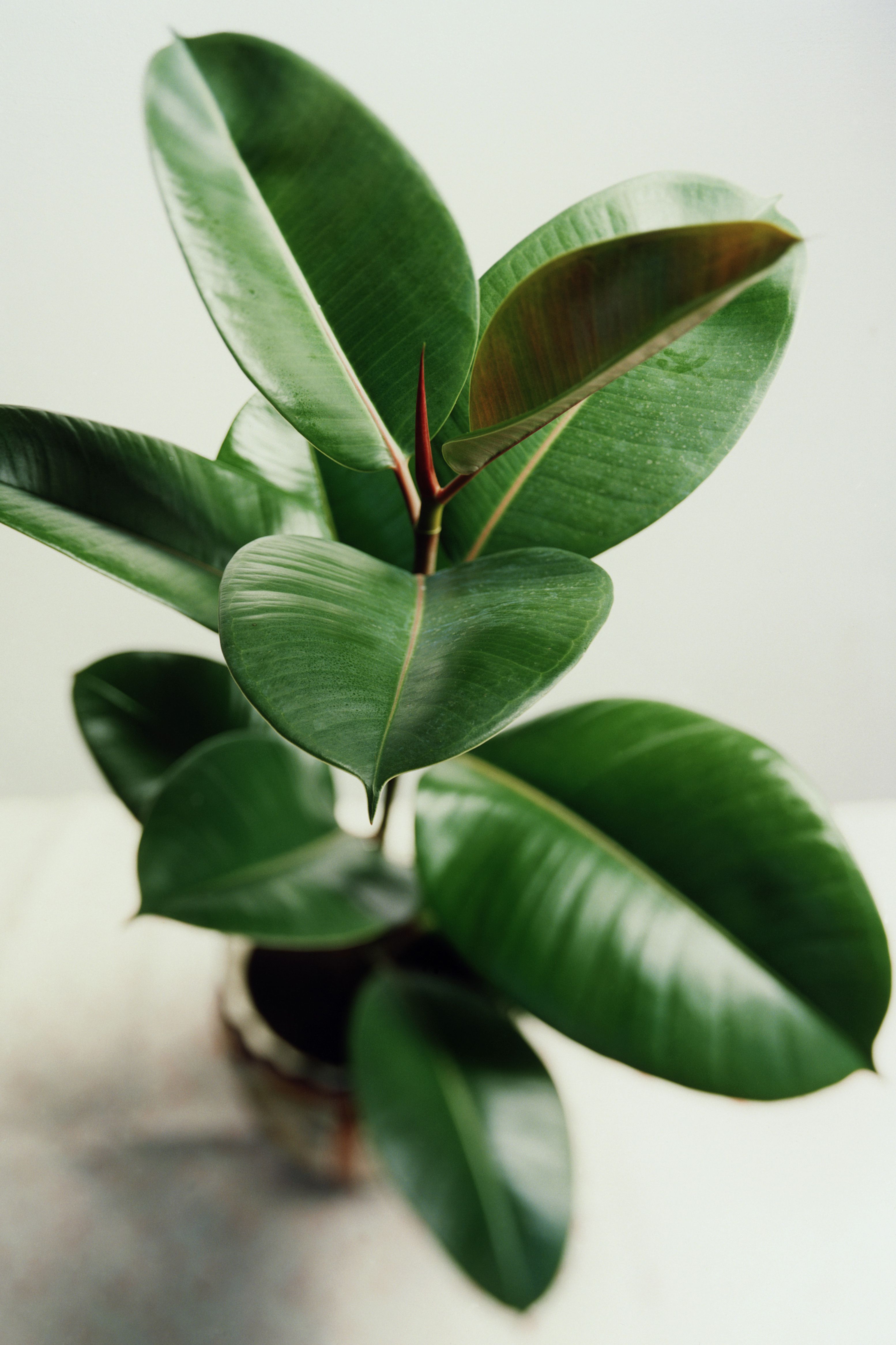 25 Easy Houseplants - Easy To Care For Indoor Plants