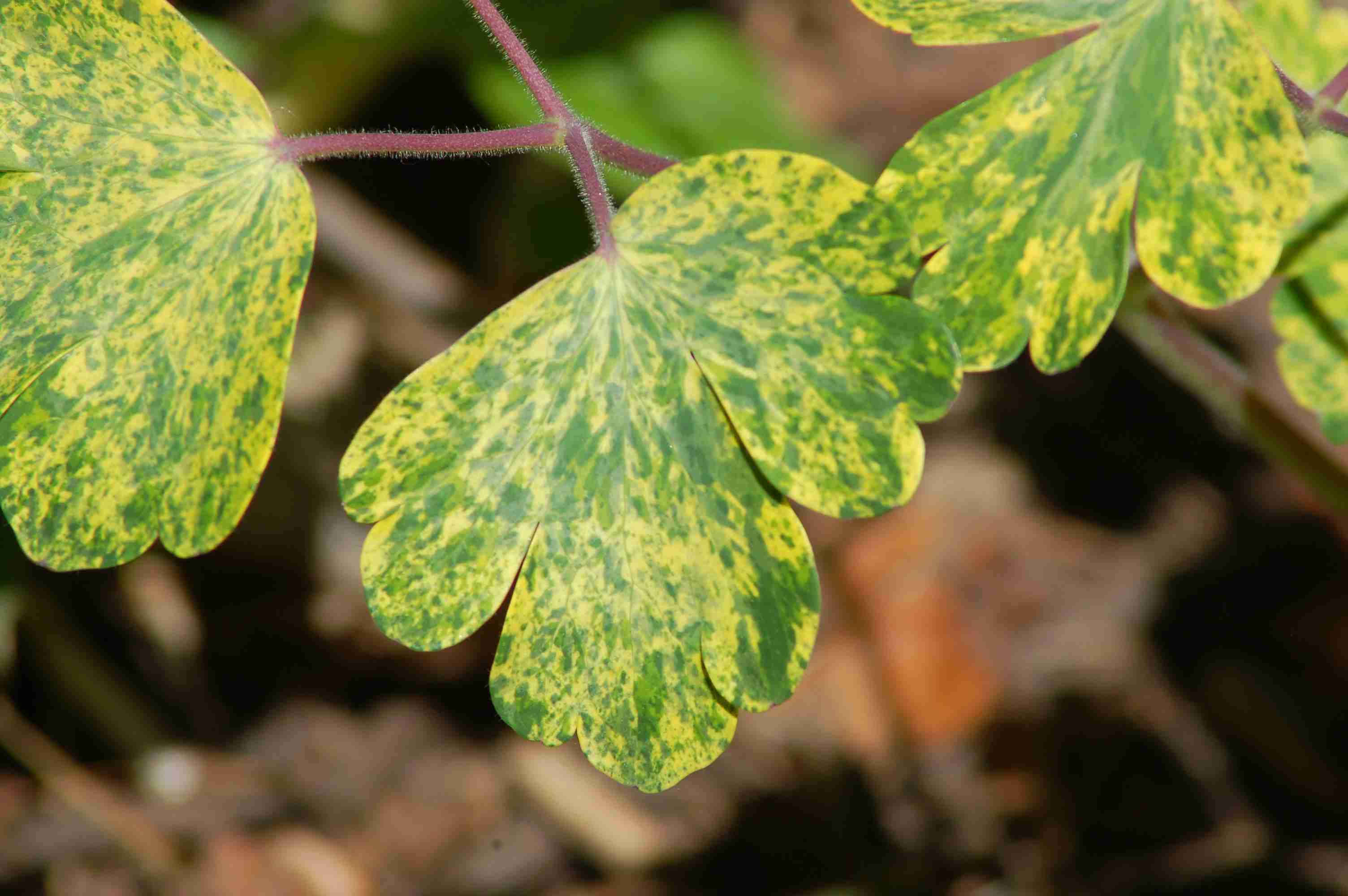 Variegated Leaves: Pictures of Bi-Colored Plants