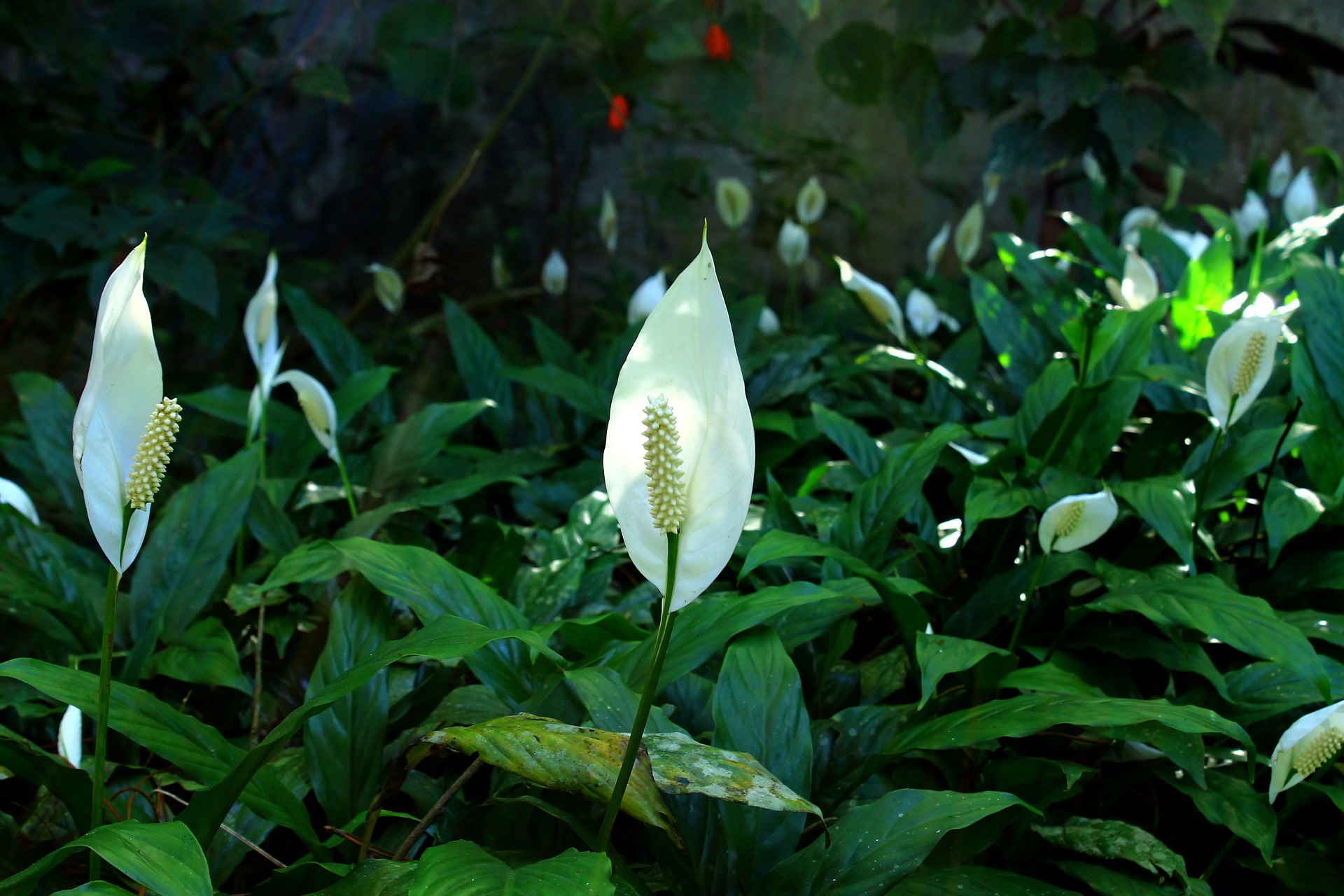 Peace Lily Care: How to Grow Peace Lily Plants | The Old Farmer's ...
