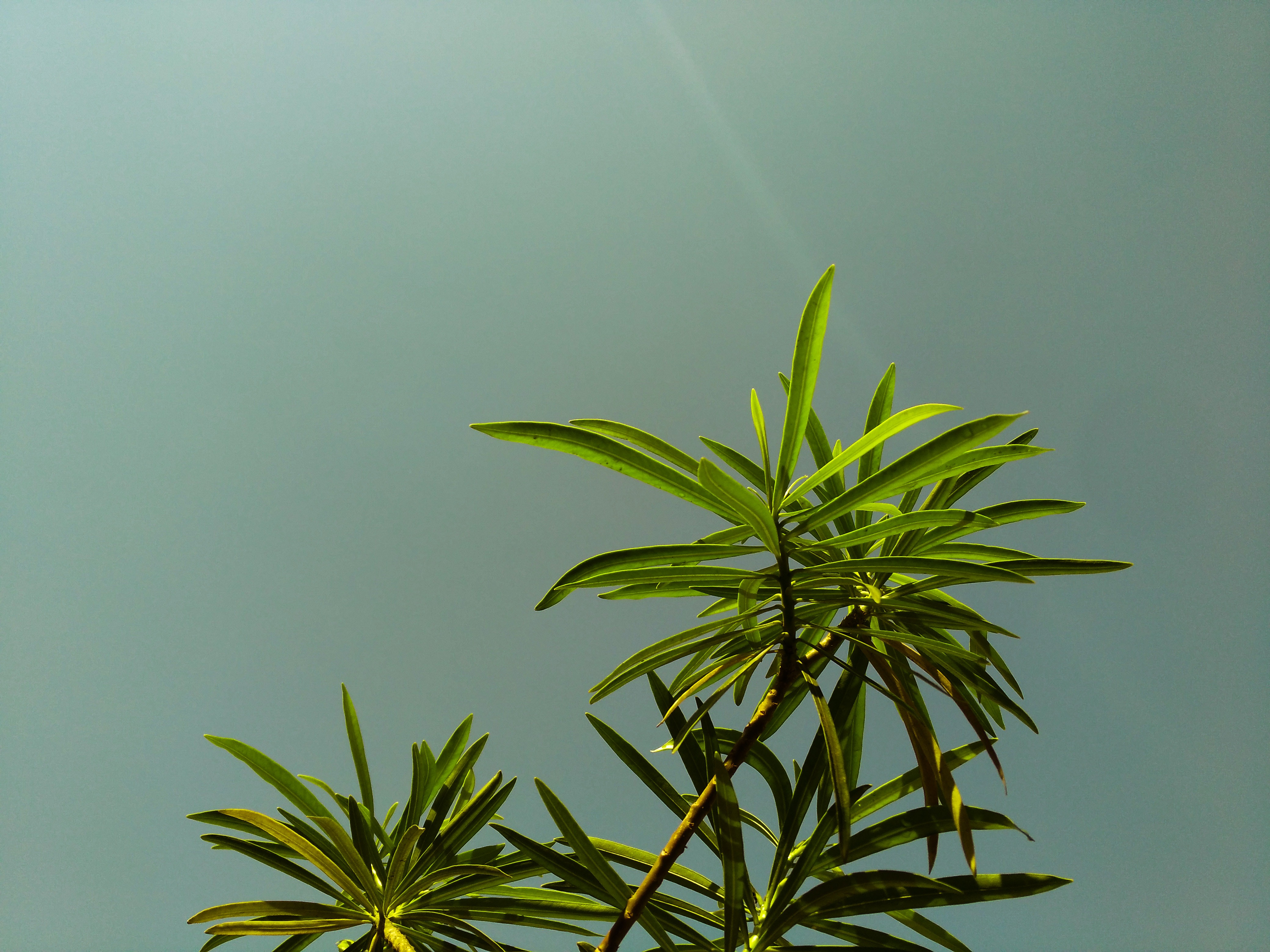 Low Angle Shot of Green Leaf Plant Under Gray Sky · Free Stock Photo