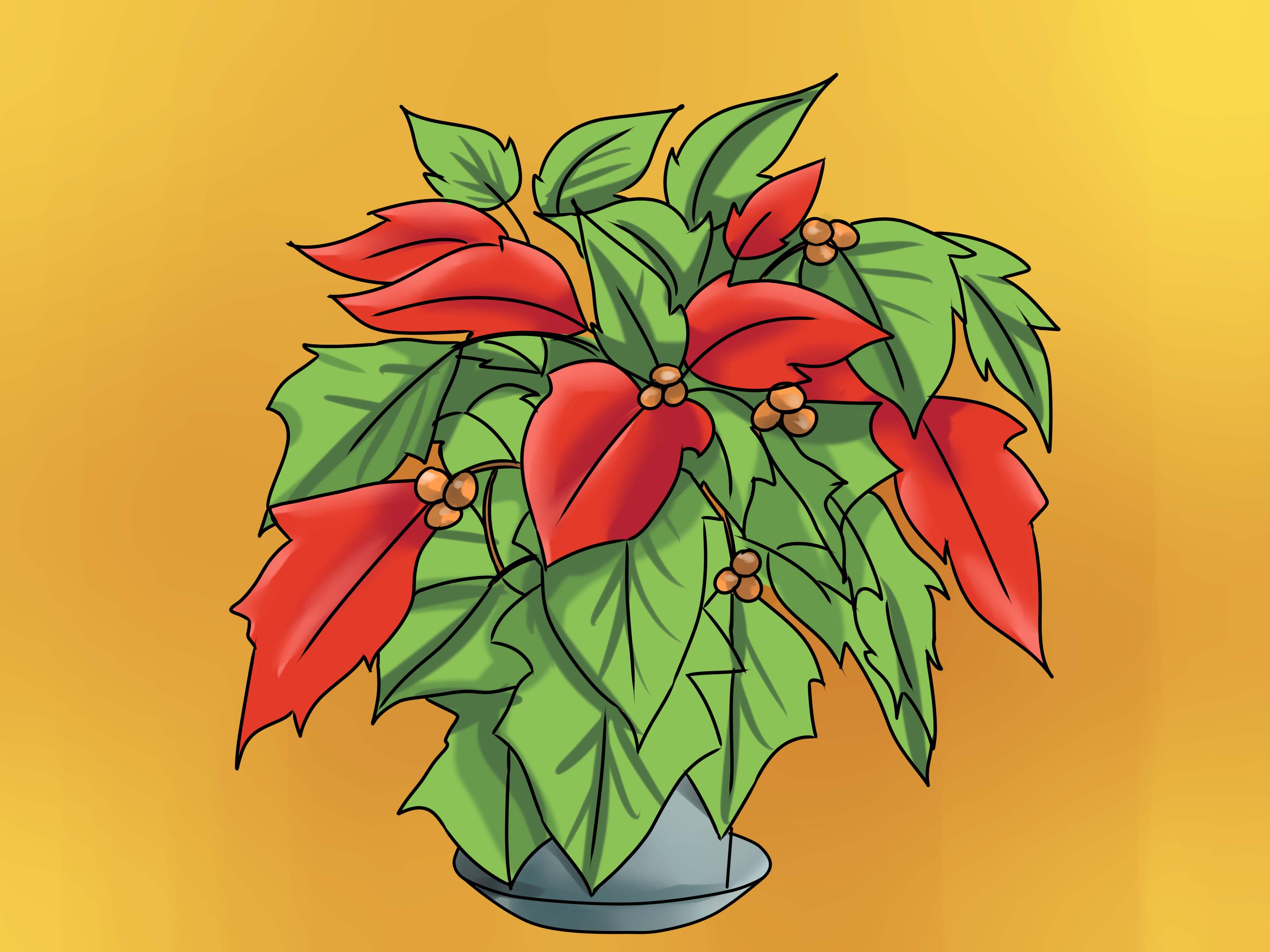 How to Keep Poinsettias Growing To Next Christmas: 15 Steps