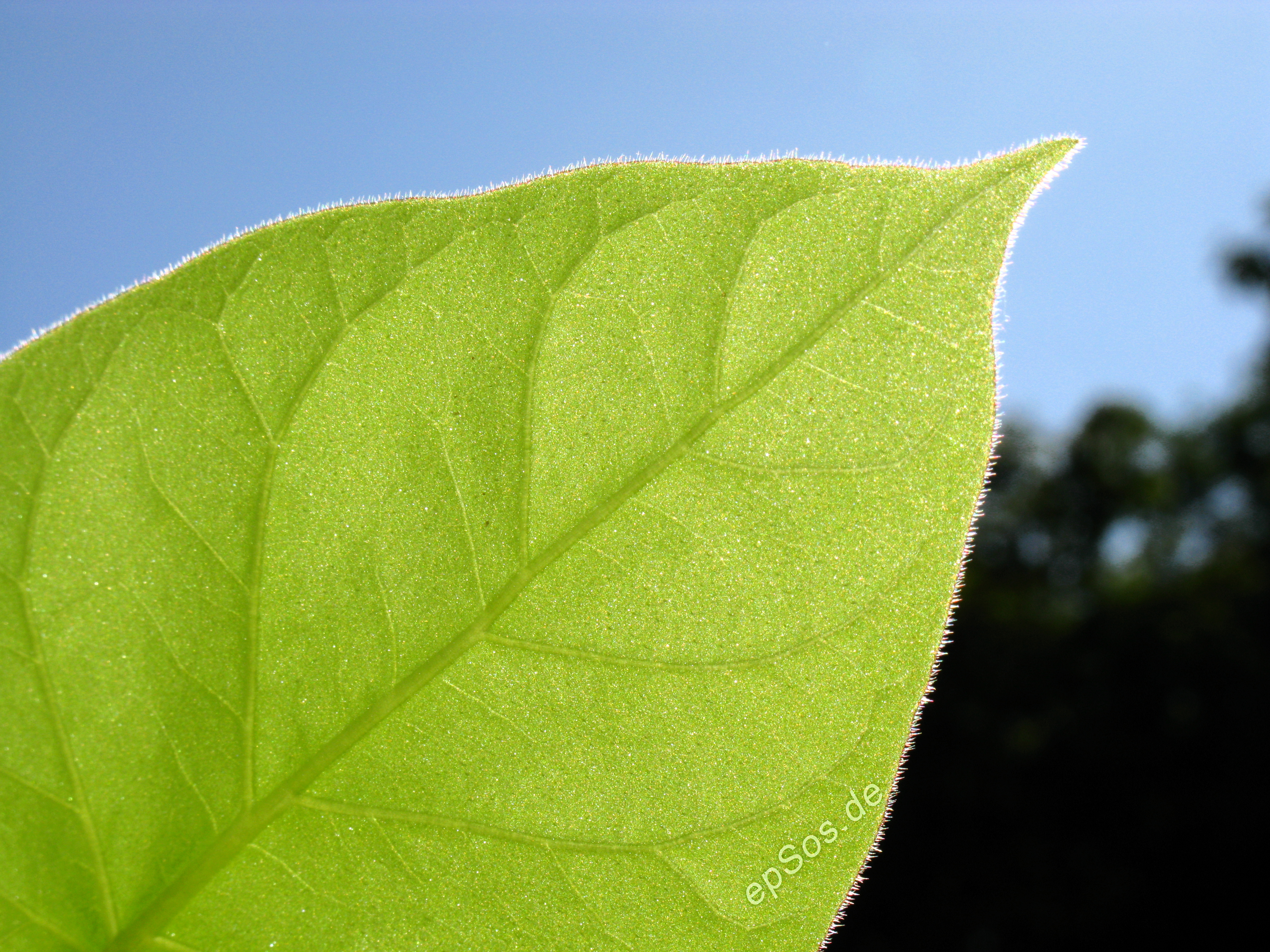 File:Green Leaf of a Bio Plant in Nature.jpg - Wikimedia Commons
