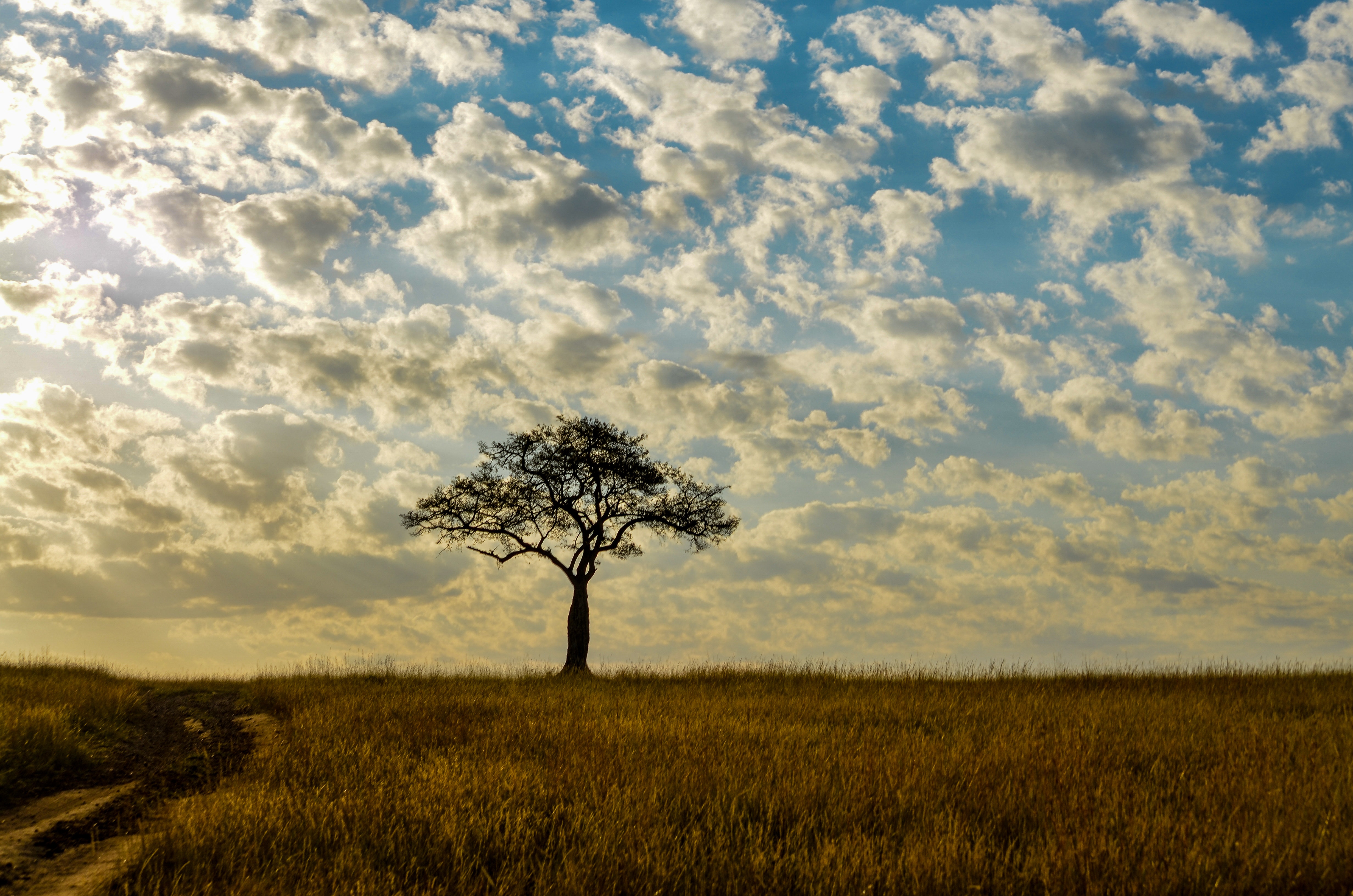 Free photo: Lonely Tree - Field, Green, Landscape - Free Download - Jooinn