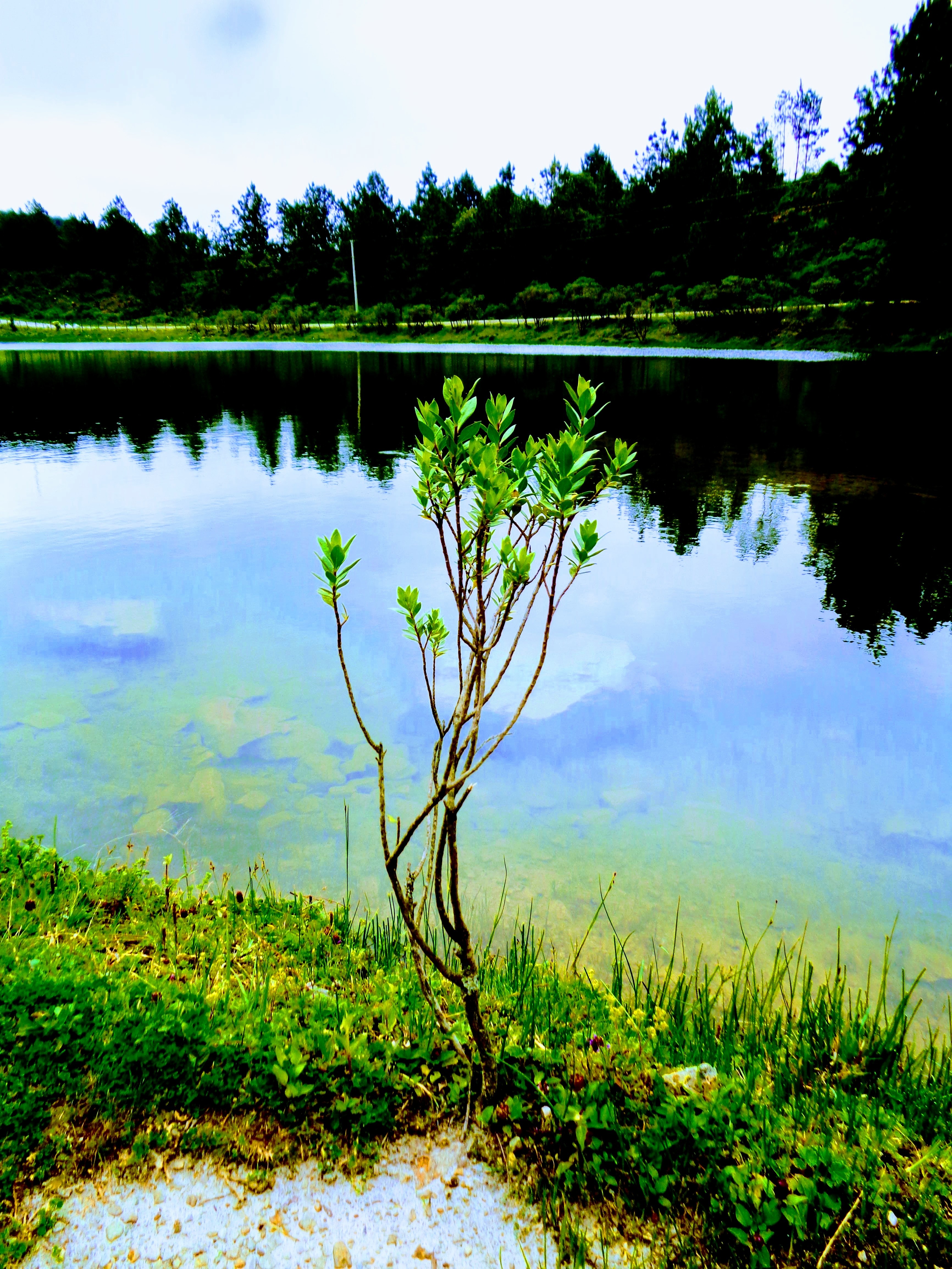 Green leaf plant near body of water photo