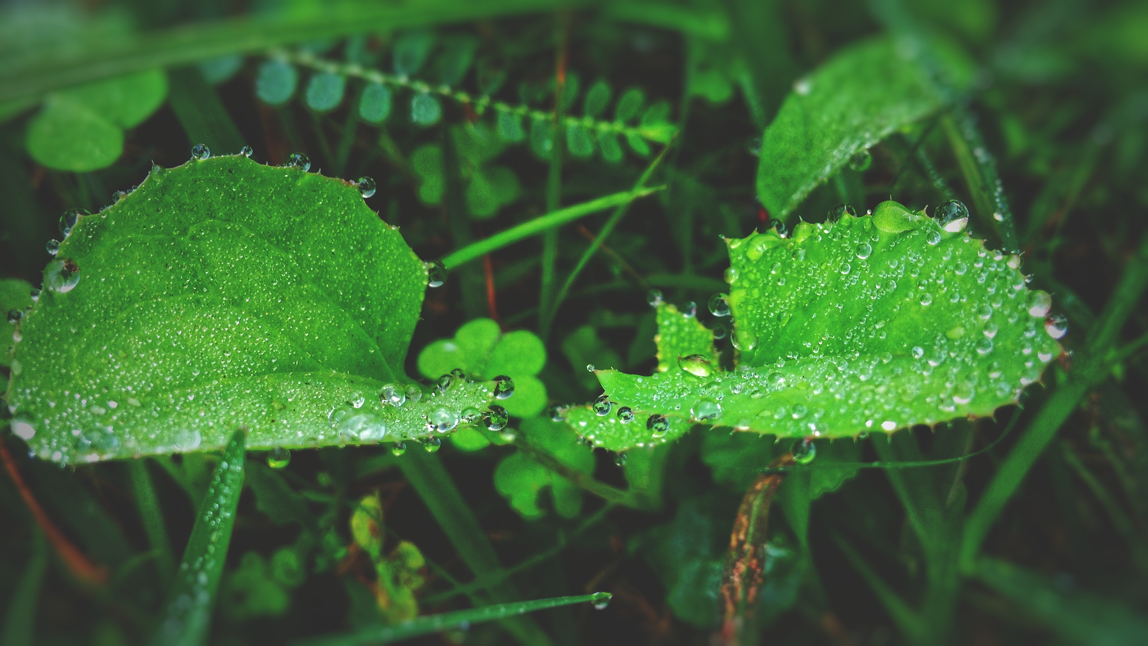Green leaf plant with raindrops photo