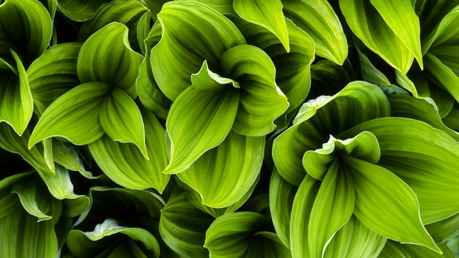 Green Leaves Plant HD Wallpapers | texture | Pinterest | Plants