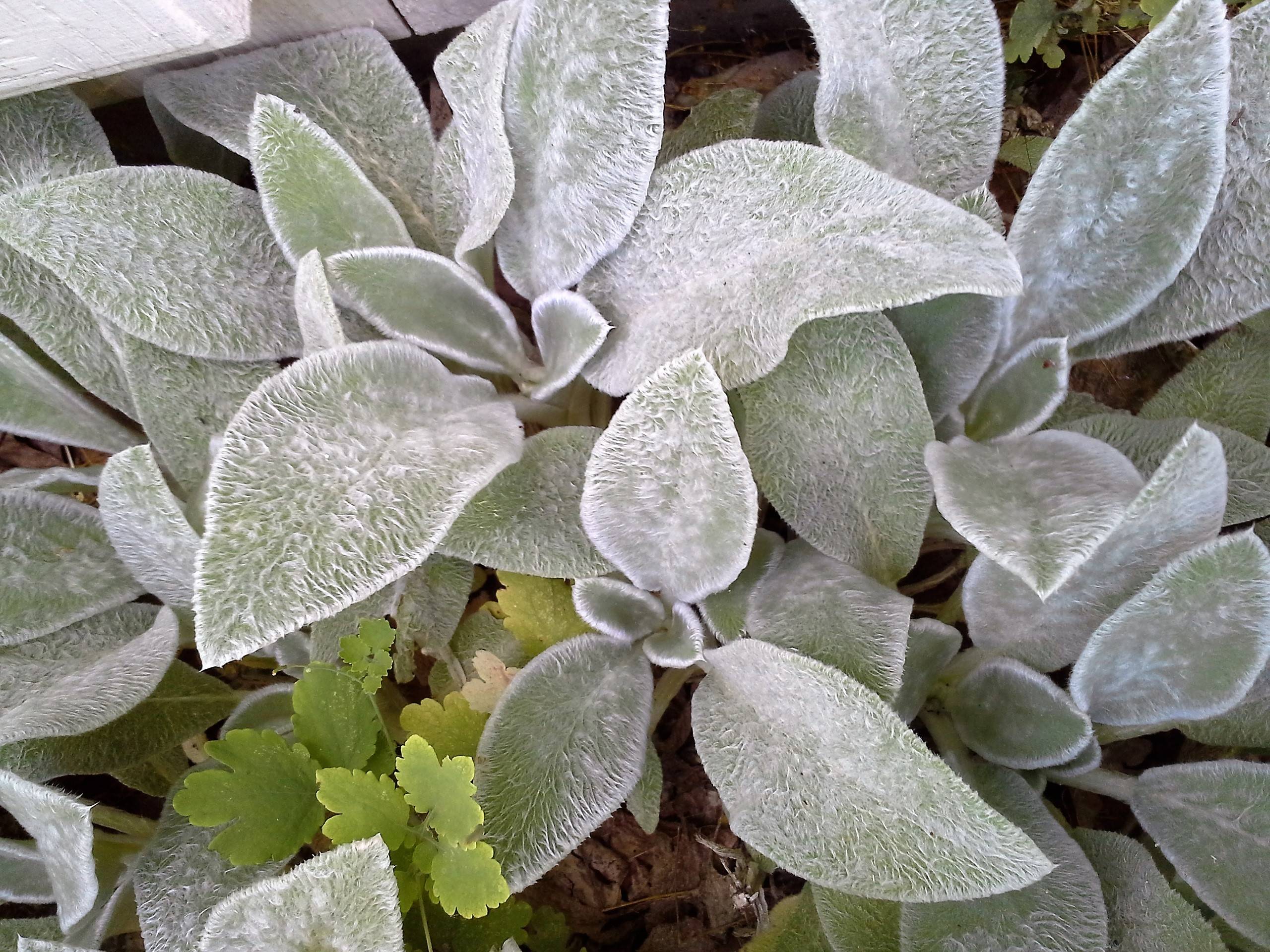 identification - What is this low-growing plant with fuzzy green and ...