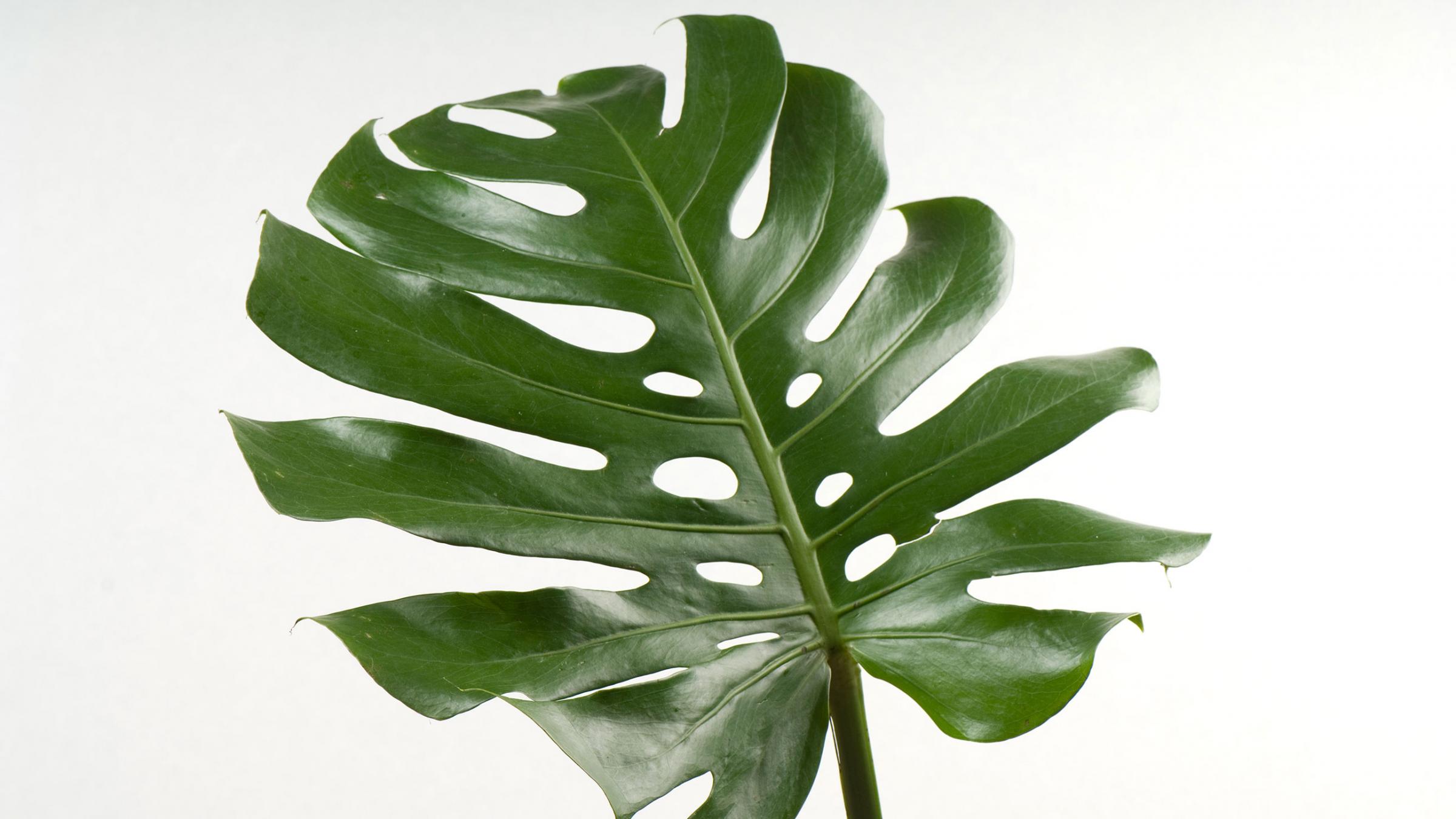 Direct Large Leaf House Plants Homelife Top 15 Indoor | Lakaysports ...