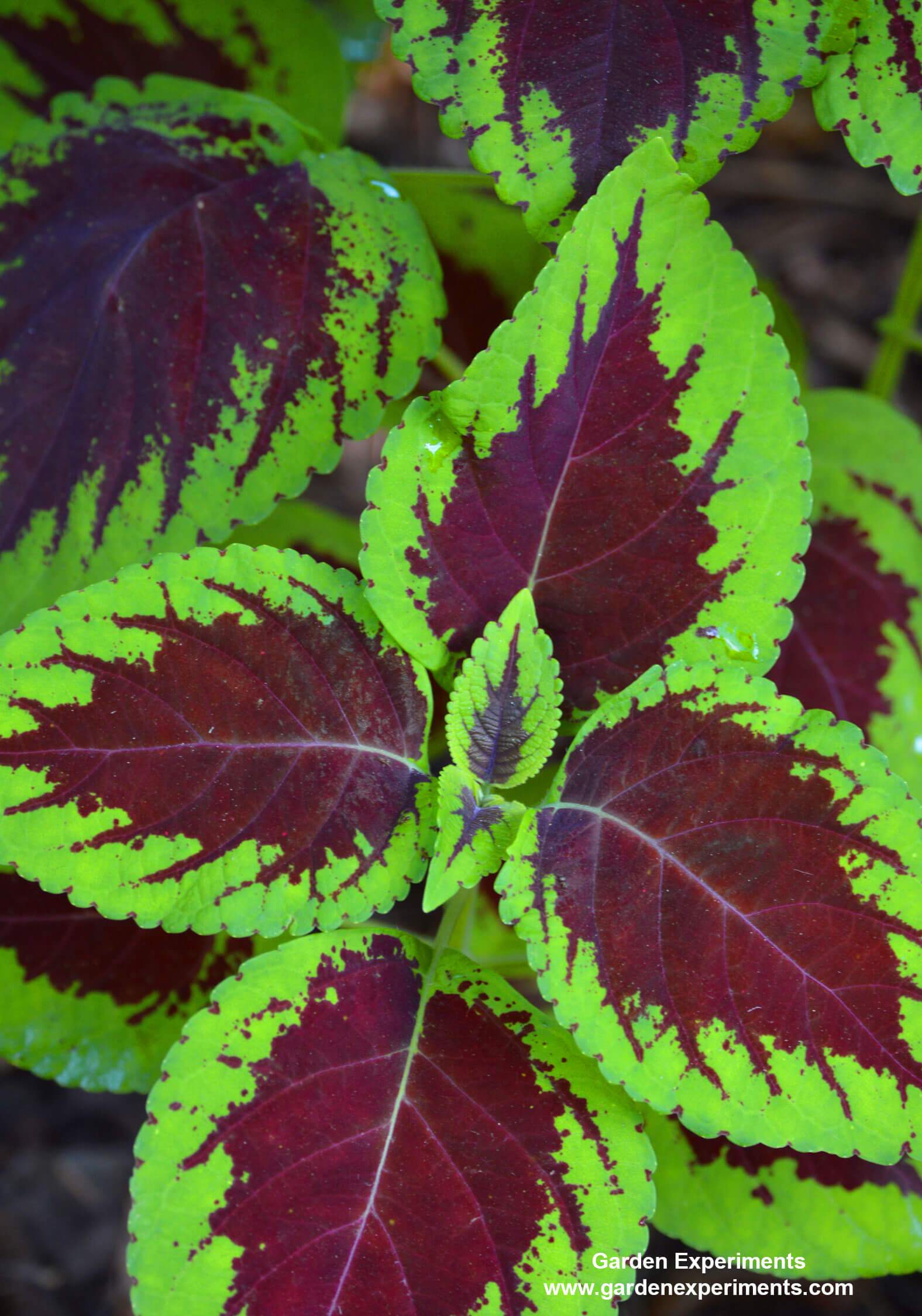 10 Plants for Shade Gardens: Plants Grown for Flowers, Leaf Colors ...