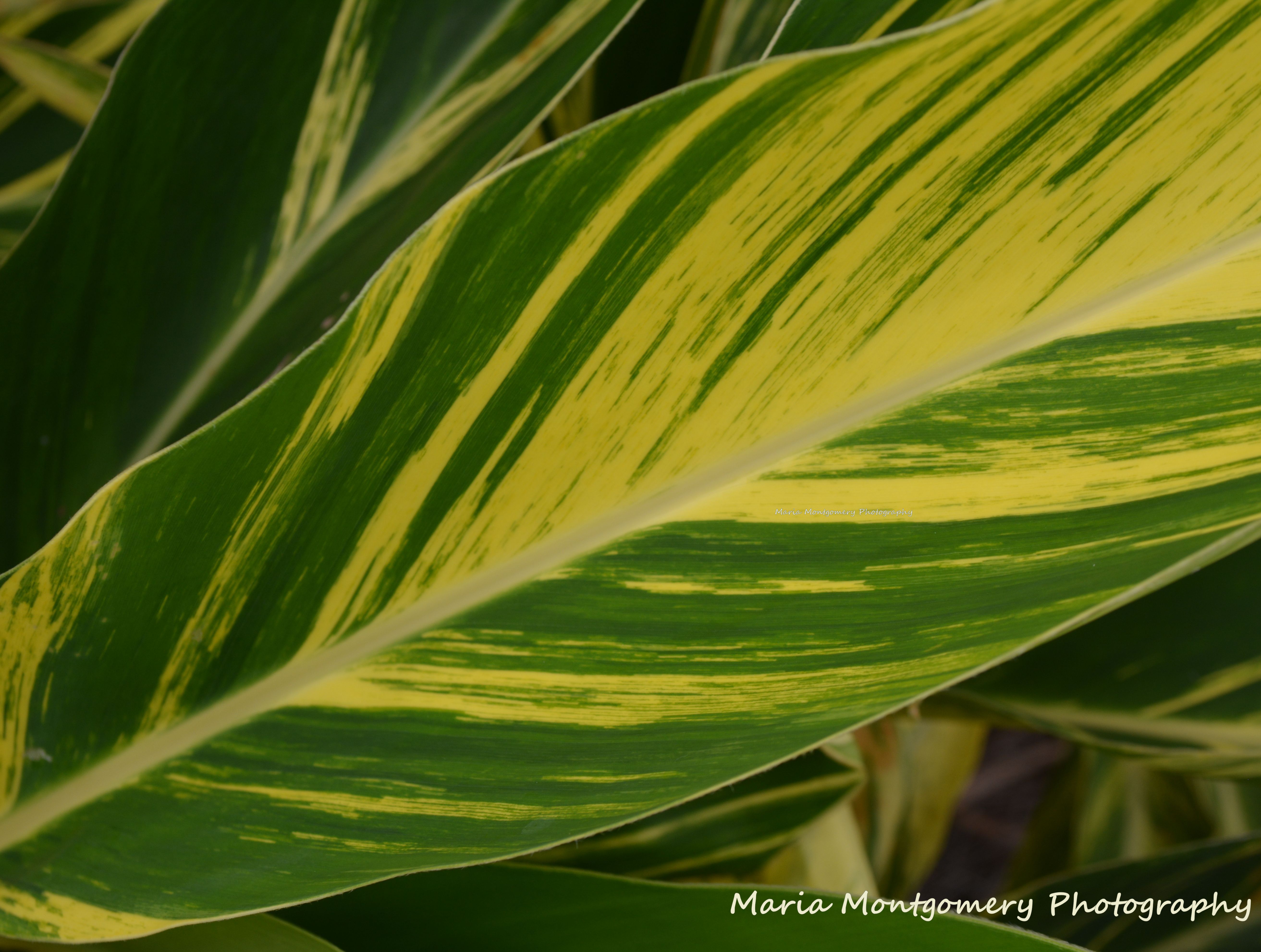 foliage plants | In the Garden with Maria