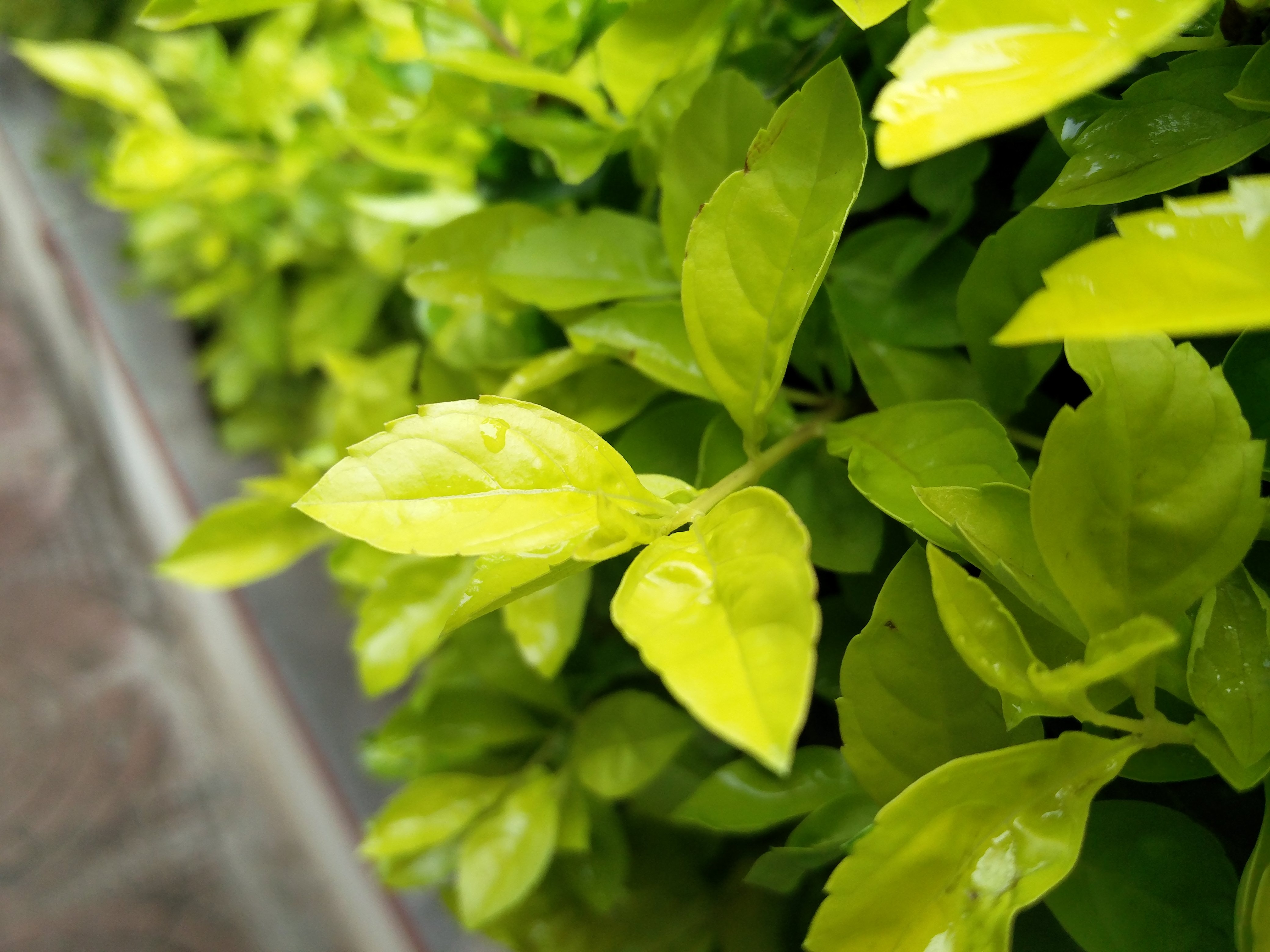 Free stock photo of green leaf, leaf, plants