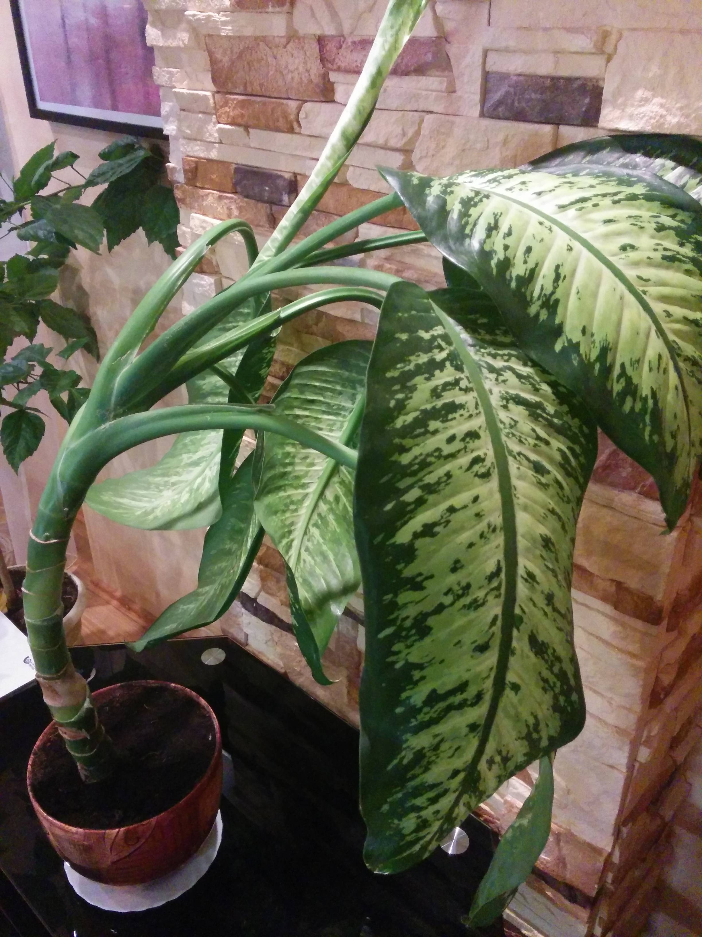 identification - What is this thick-stemmed houseplant with ...