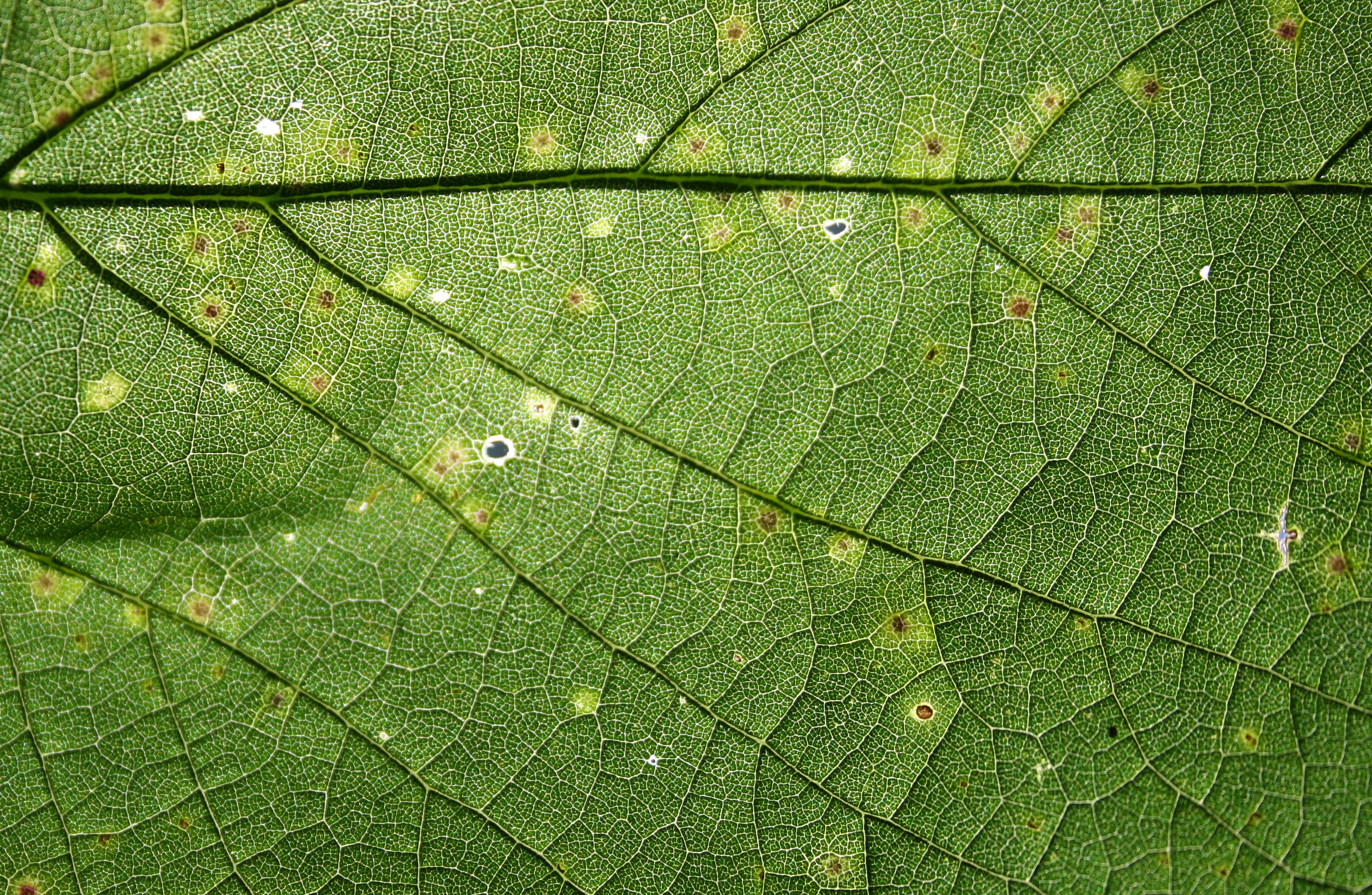 Green leaf texture photo
