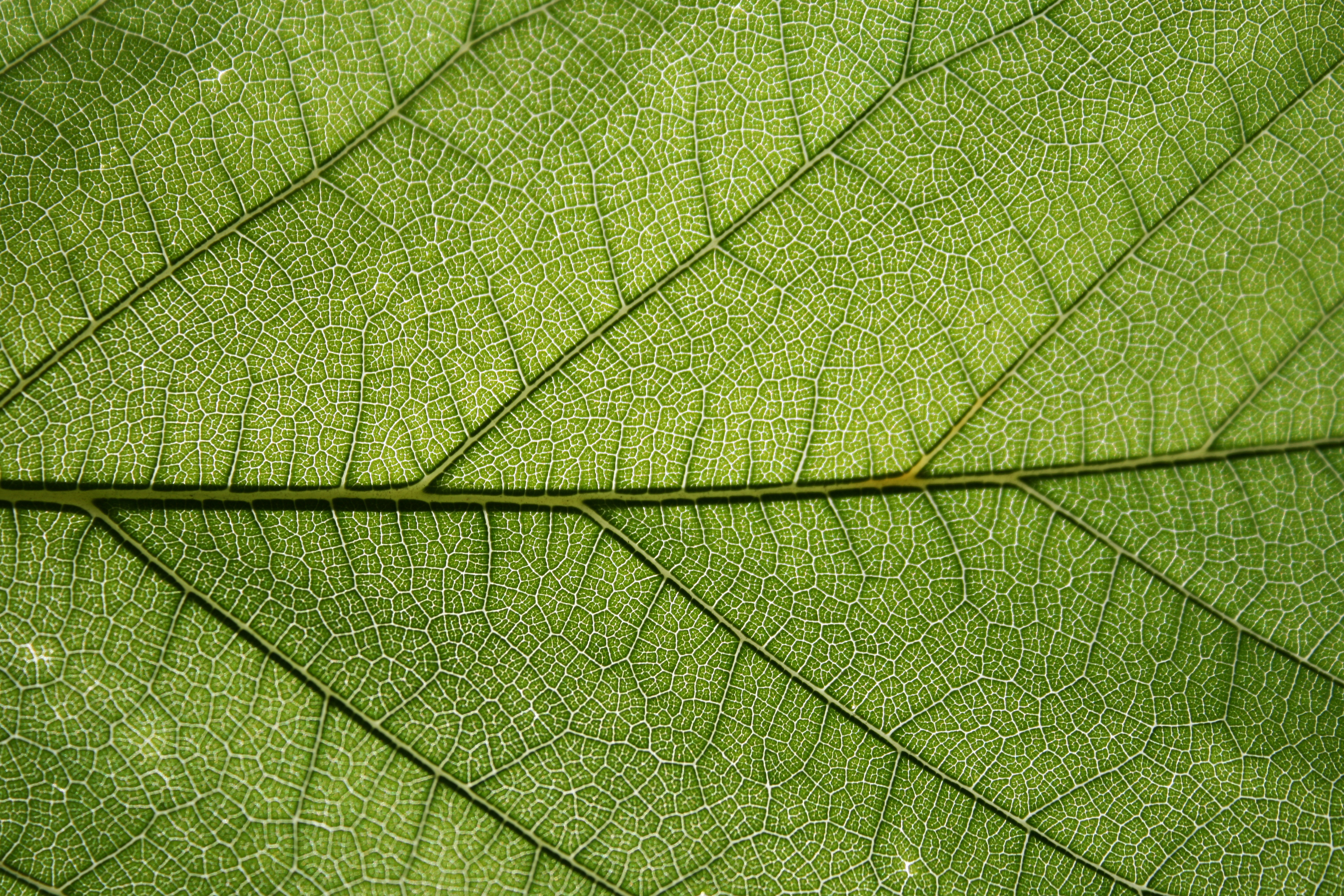Green Leaf Texture, Freetexturefrida, Green, Leaf, Leaves, HQ Photo
