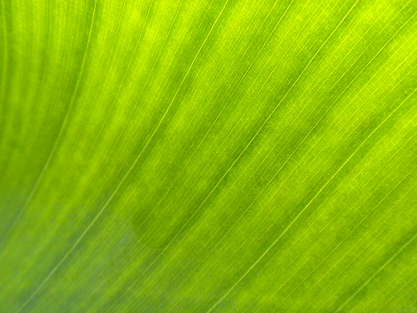 Green Leaf Texture, Close-up, Day, Indoors, Leaf, HQ Photo