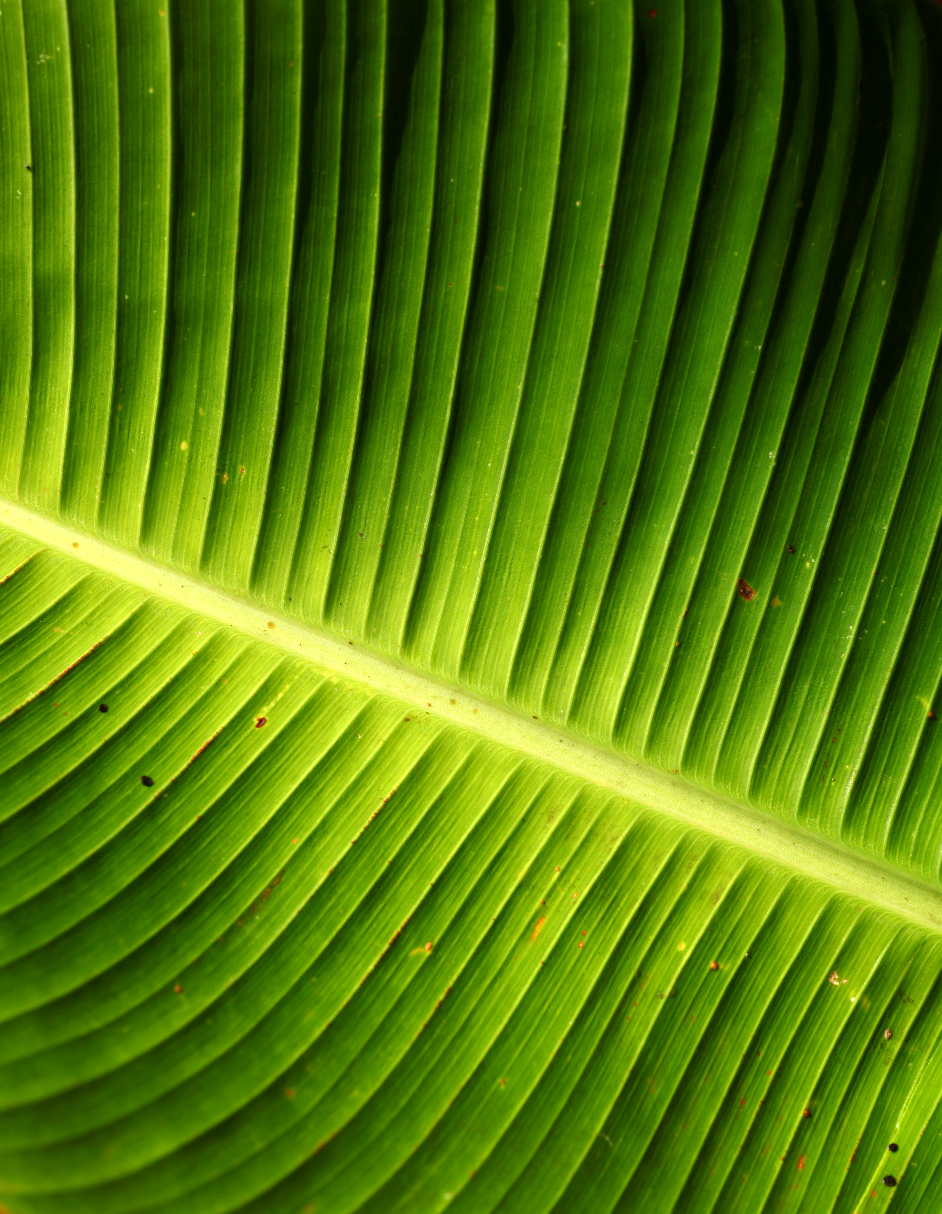 Green Leaf Texture, Agriculture, Organic, Growth, Healthy, HQ Photo