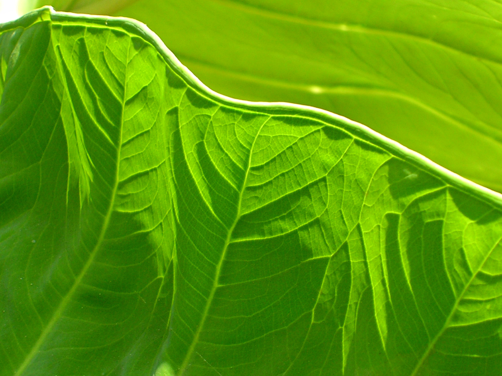 Green leaf texture, Blade, Flower, Folded, Green, HQ Photo