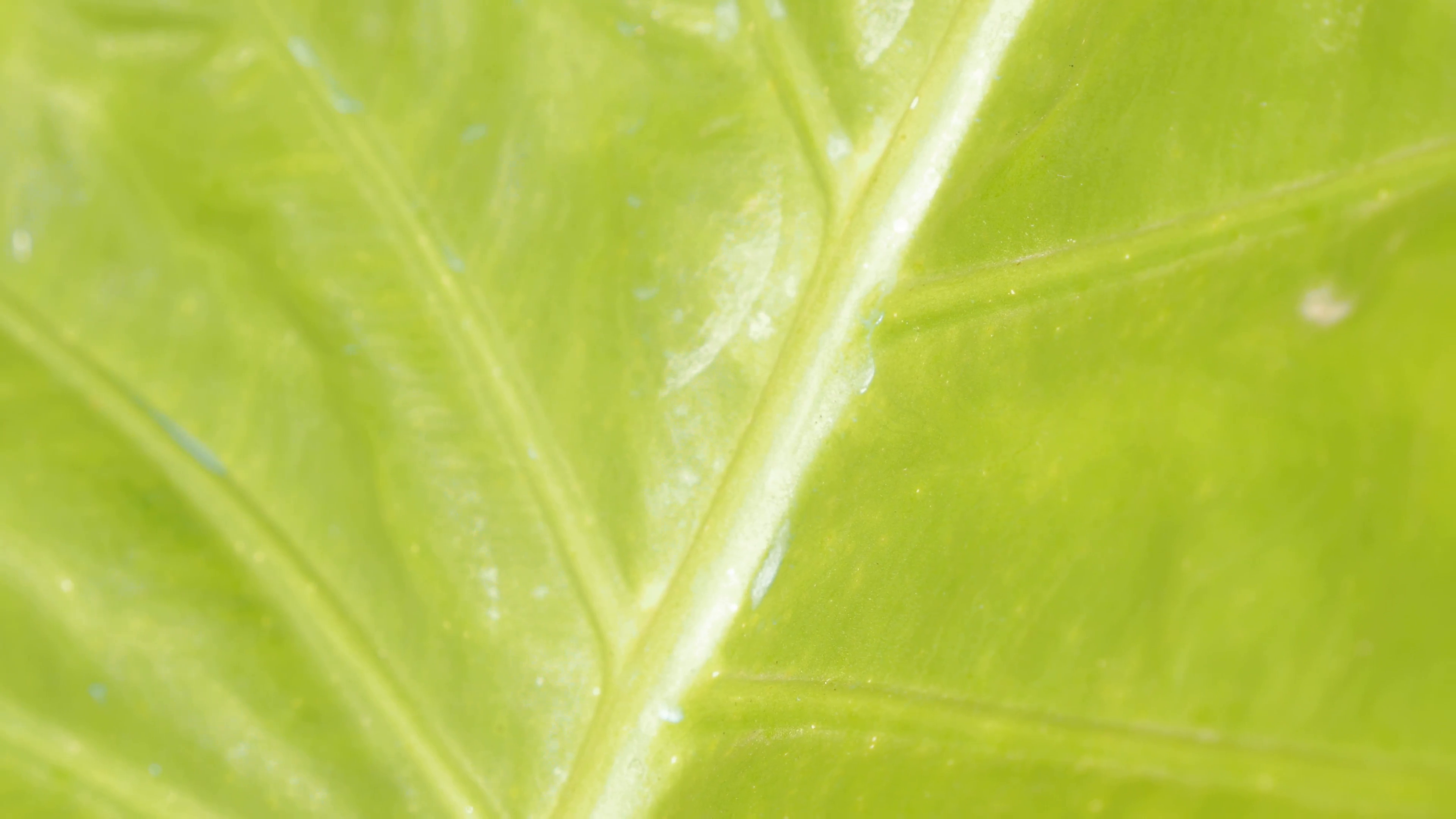 Green leaf texture close-up details 4K 2160p UHD video Stock Video ...