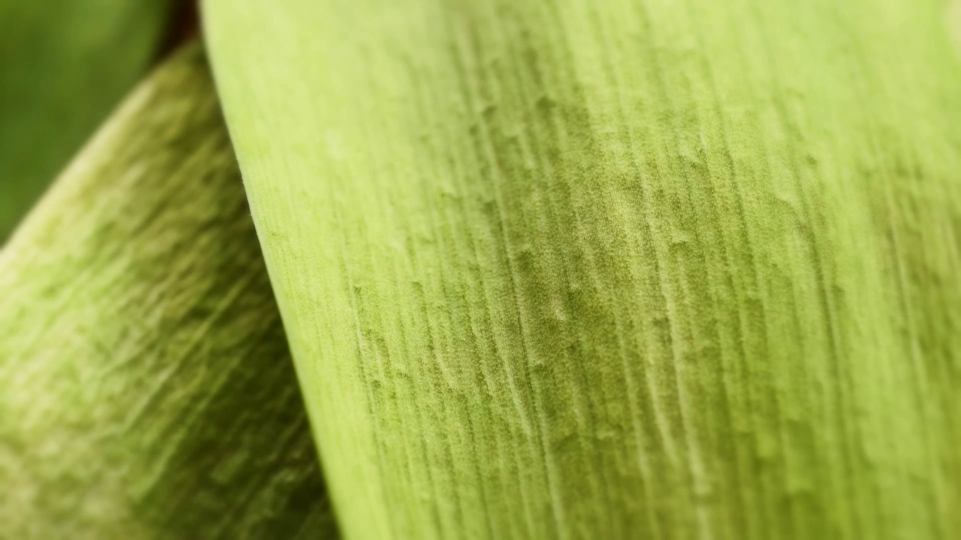Green leaf texture extreme close up Stock Video Footage - Videoblocks