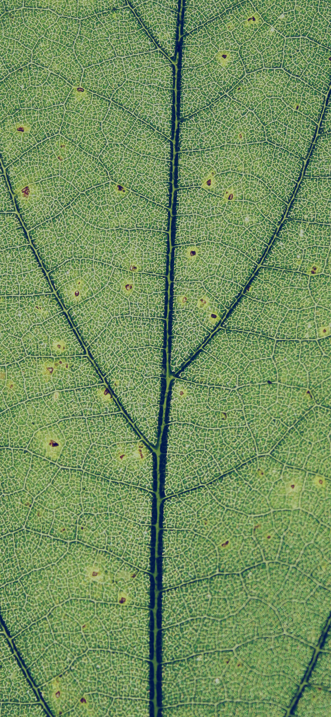 iPhoneXpapers.com | iPhone X wallpaper | vh97-green-leaf-texture ...