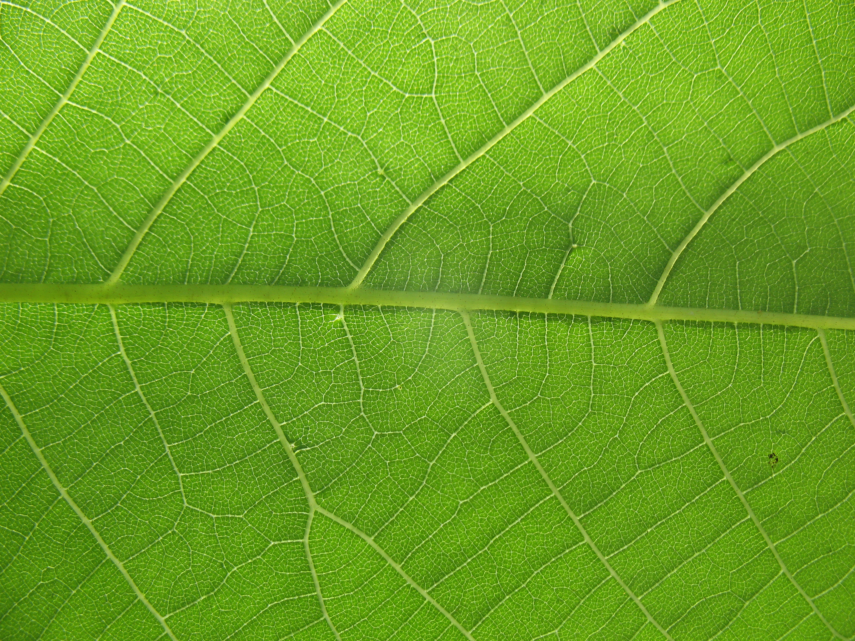 Green Leaf Texture, Freetexturefrida, Fresh, Green, Leaf, HQ Photo
