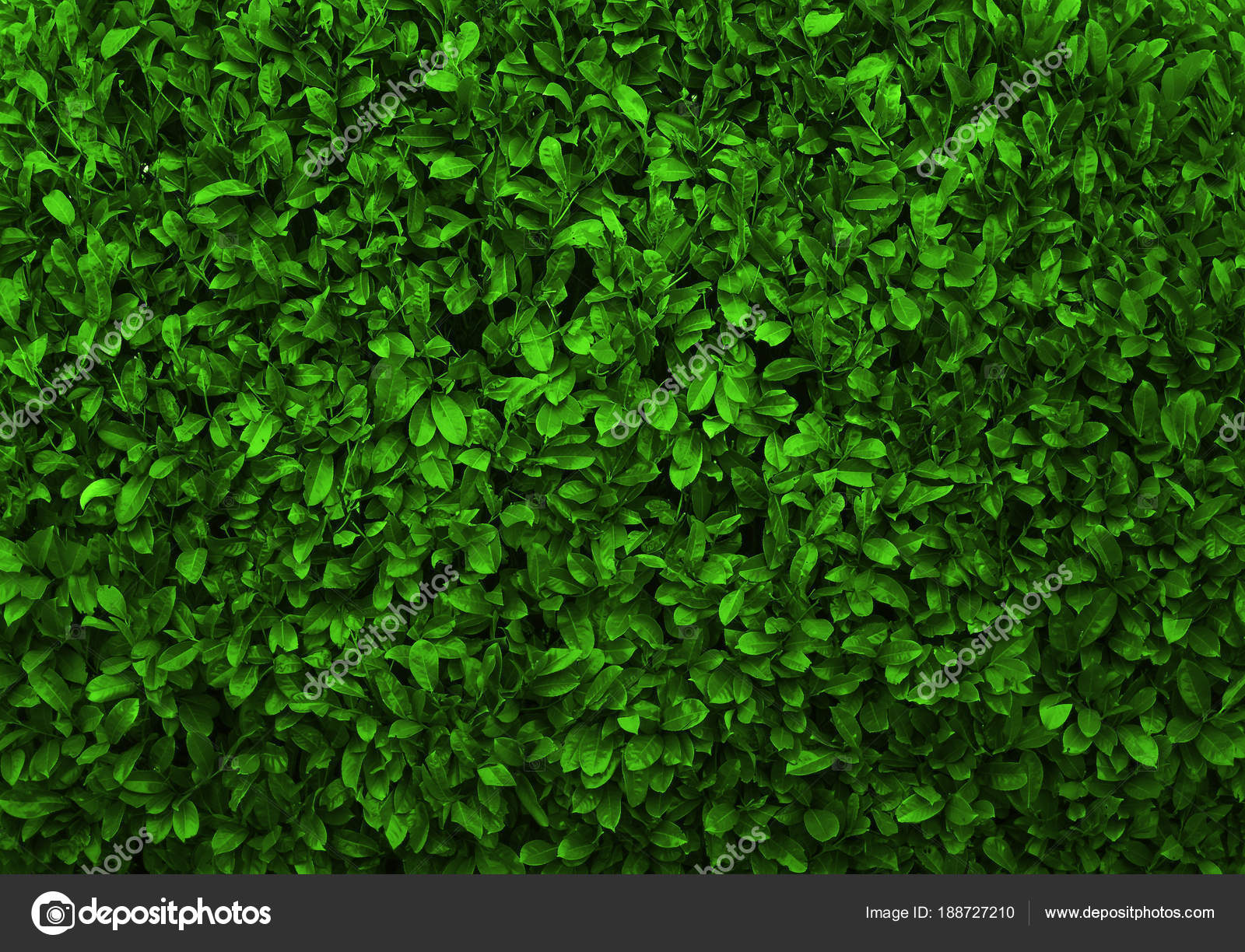 Green Leaves Background Seamless Texture Green Leaves Texture ...