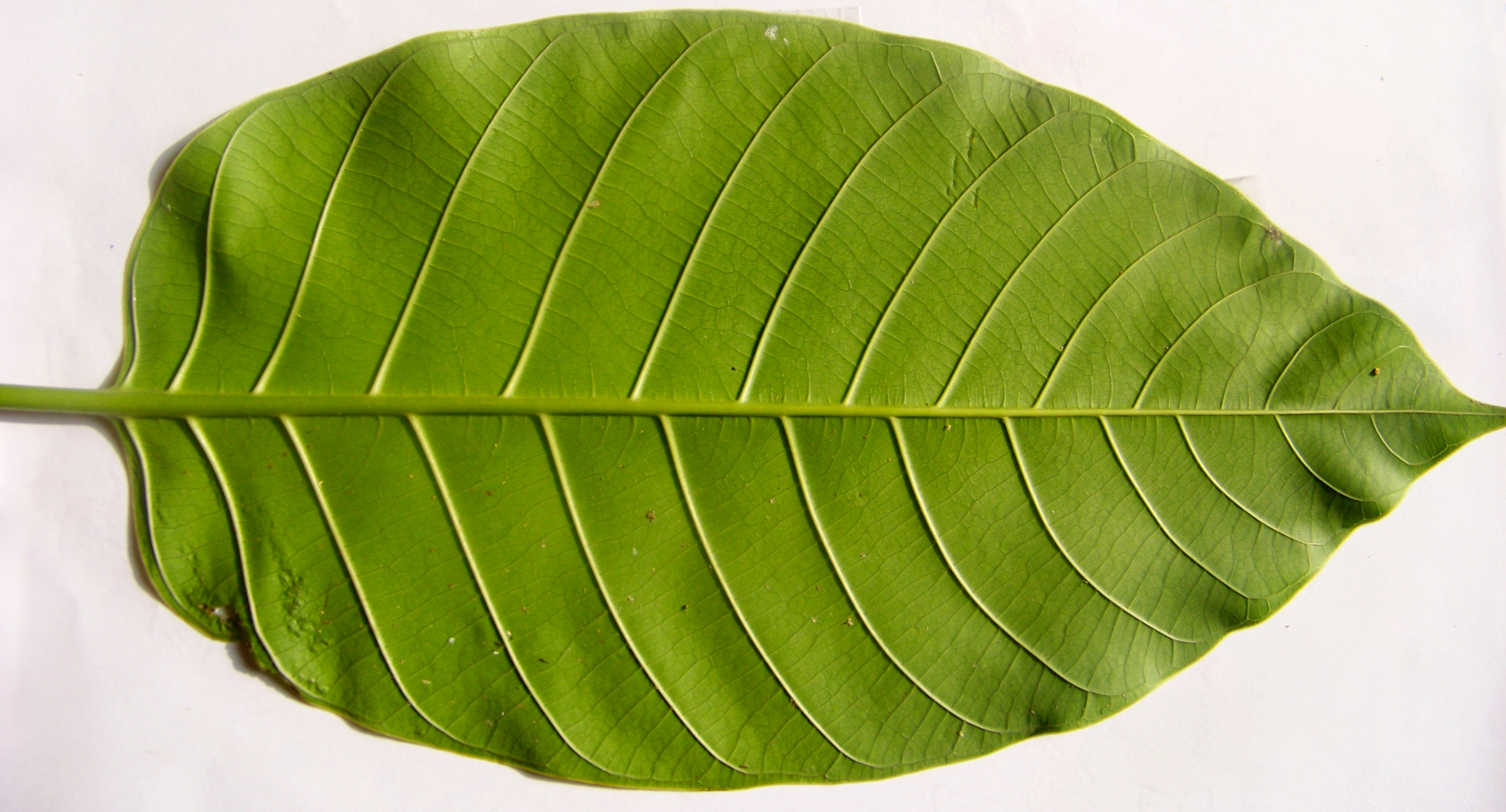 leaf035back :: Green leaves :: High Resolution Texture Library