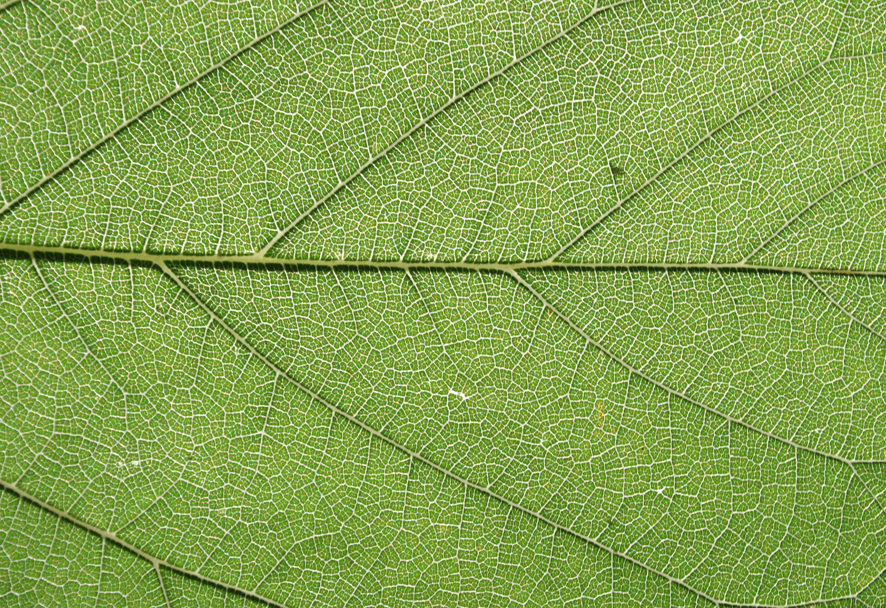 Green Leaf Texture, Freetexturefrida, Fresh, Green, Leaf, HQ Photo