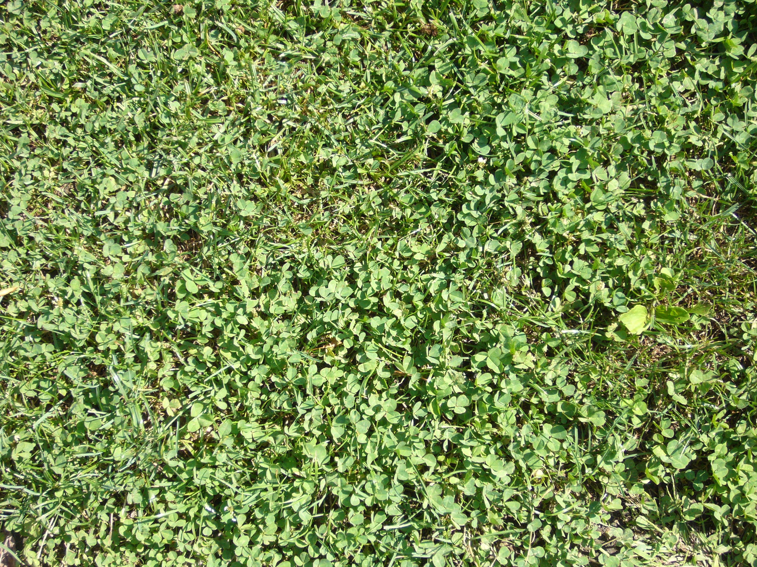 Free Plants texture (green, leaf, leaves)