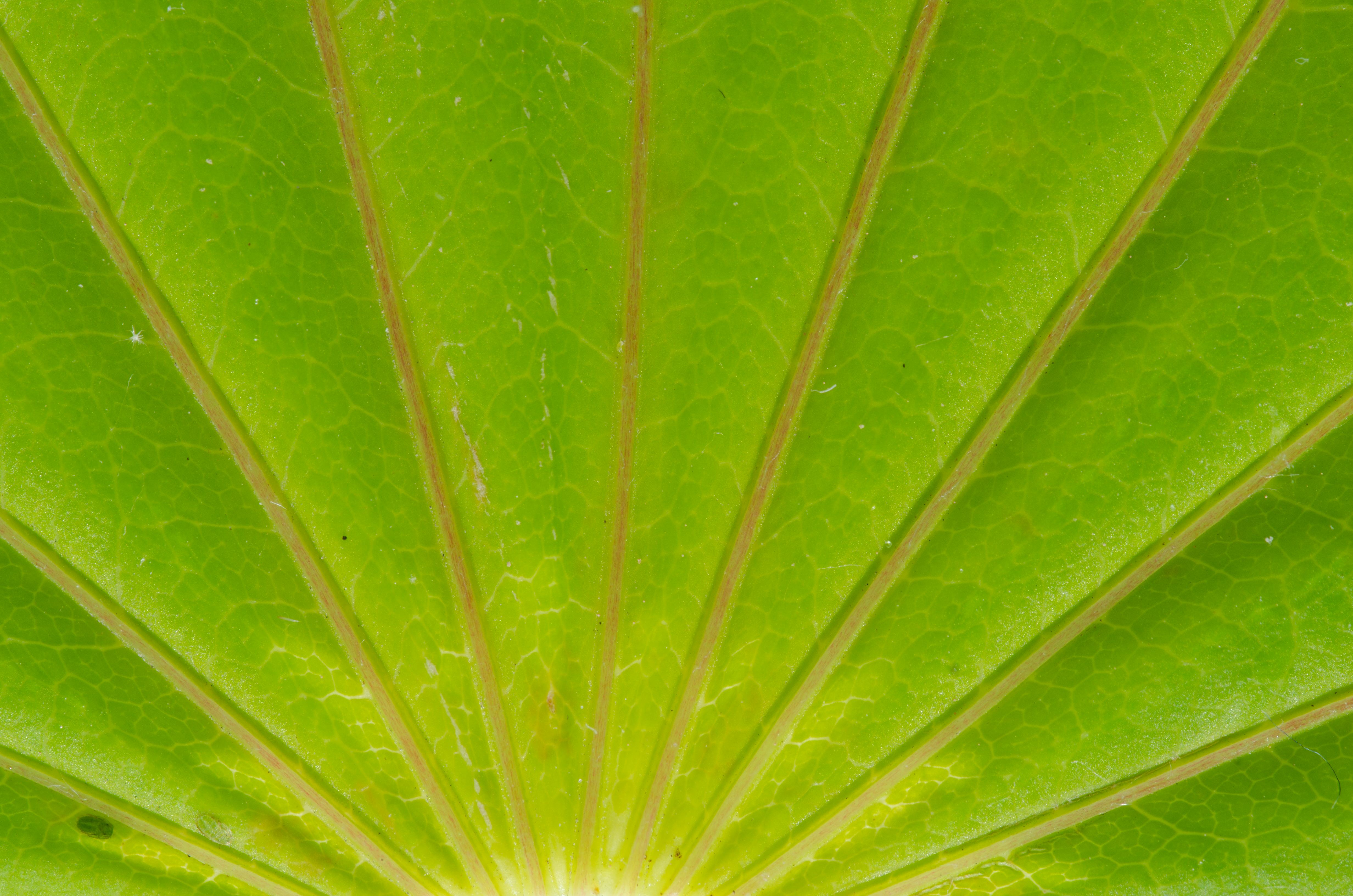 Foliage - Green Leaf - Rising Sun - Texture PlanetTexture Planet