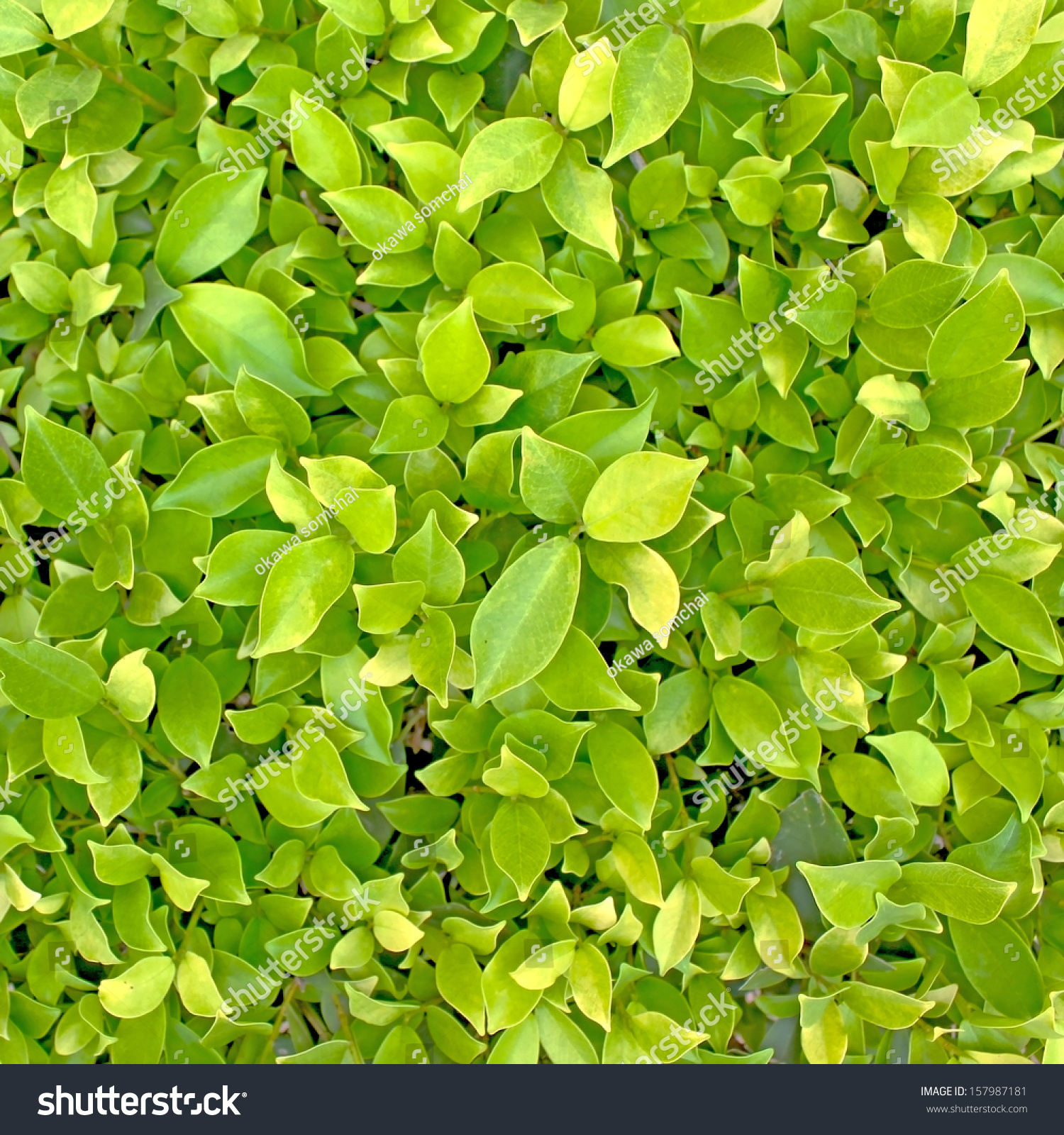 Green Leaf Background Seamless Tileable Texture Stock Photo (Edit ...