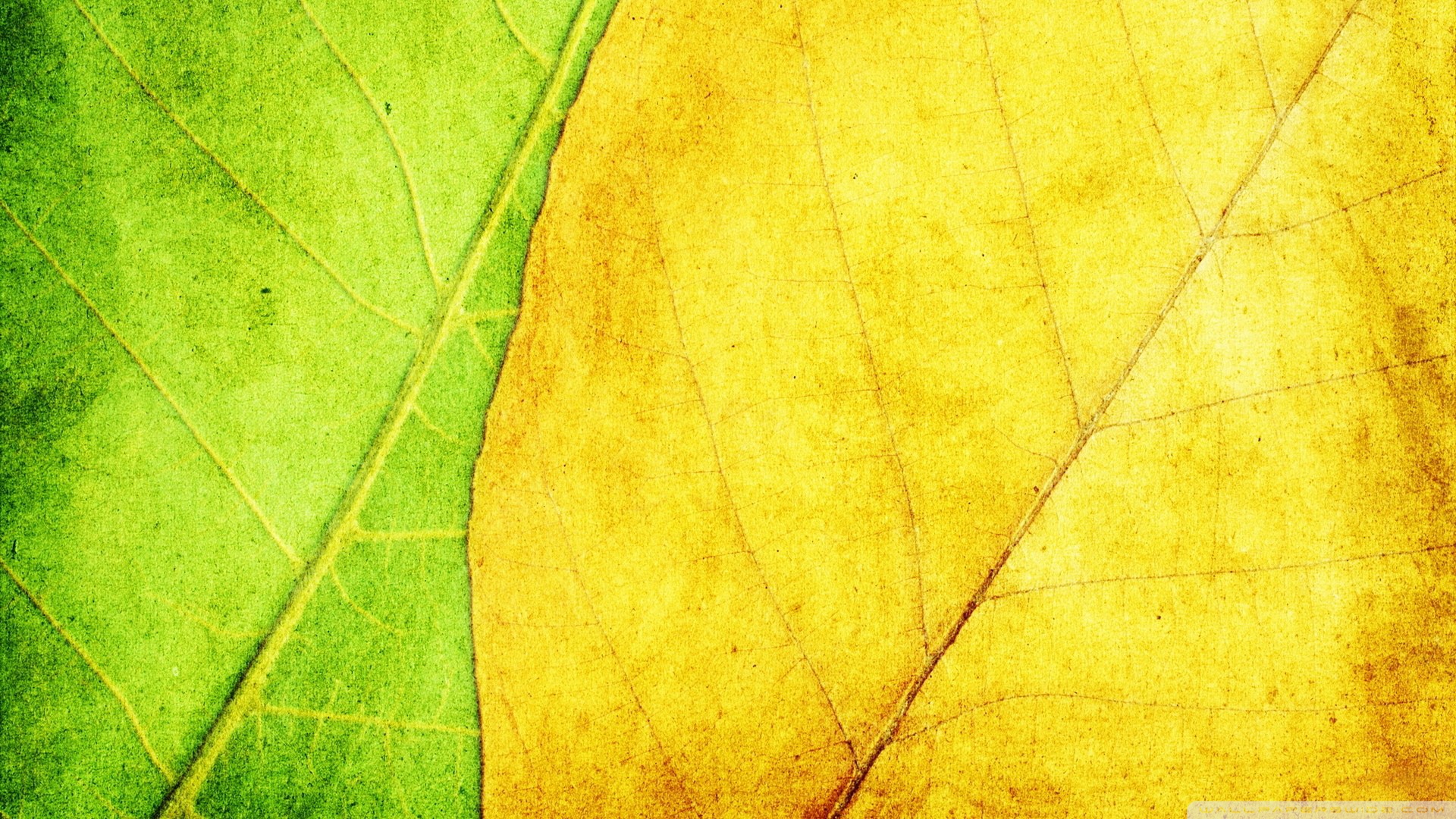 Green And Yellow Leaves Texture ❤ 4K HD Desktop Wallpaper for 4K ...