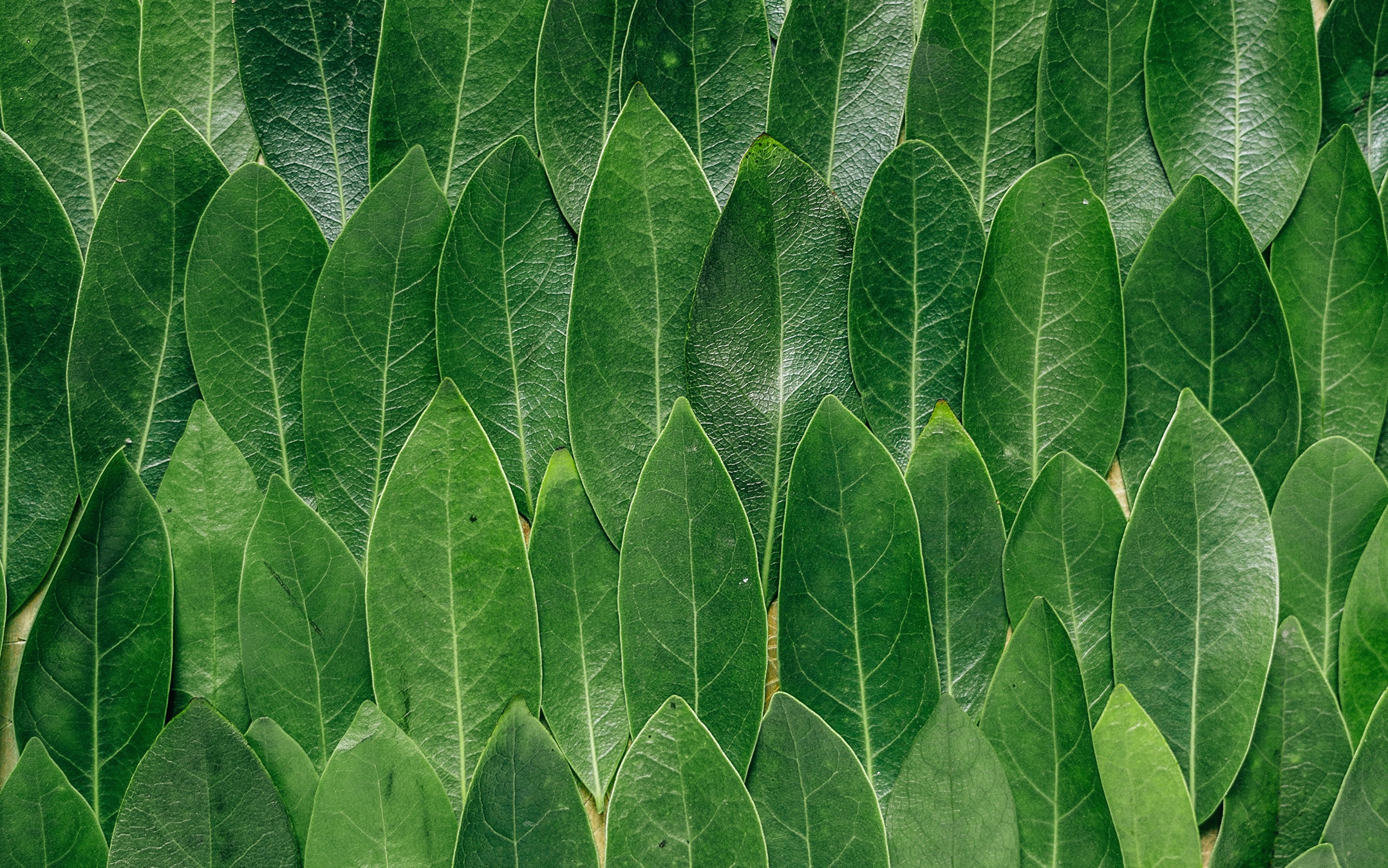 Picture Leaf Texture Leaves Green Nature 2880x1800