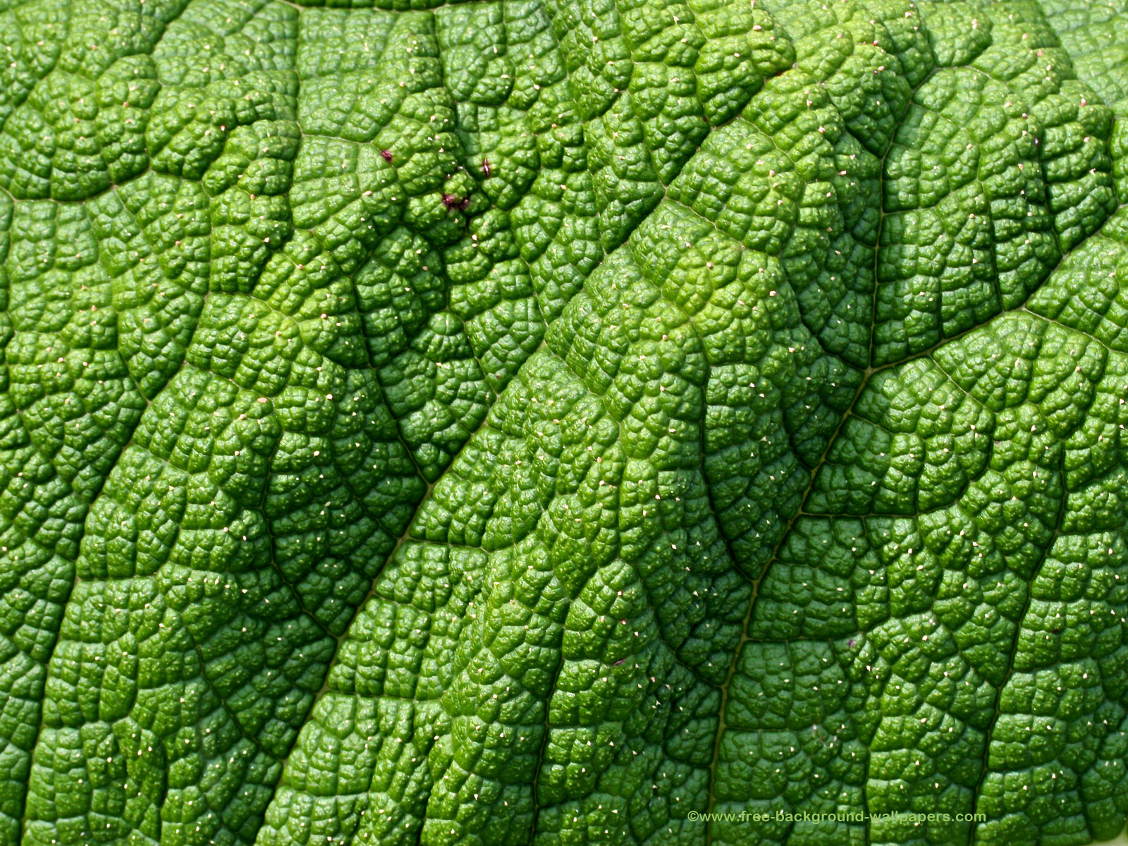 Giant Leaf Texture Flower Desktop Wallpaper - 1600x1200 pixels