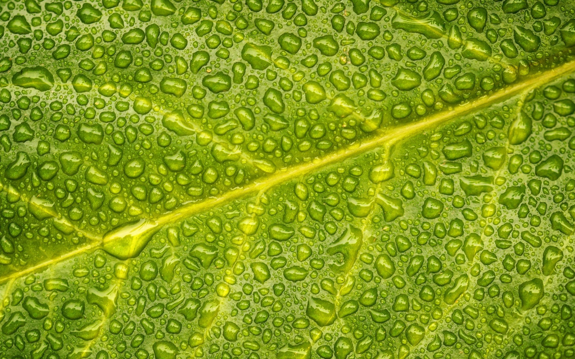 Download wallpapers green leaf, water droplets, wet leaf, leaf ...