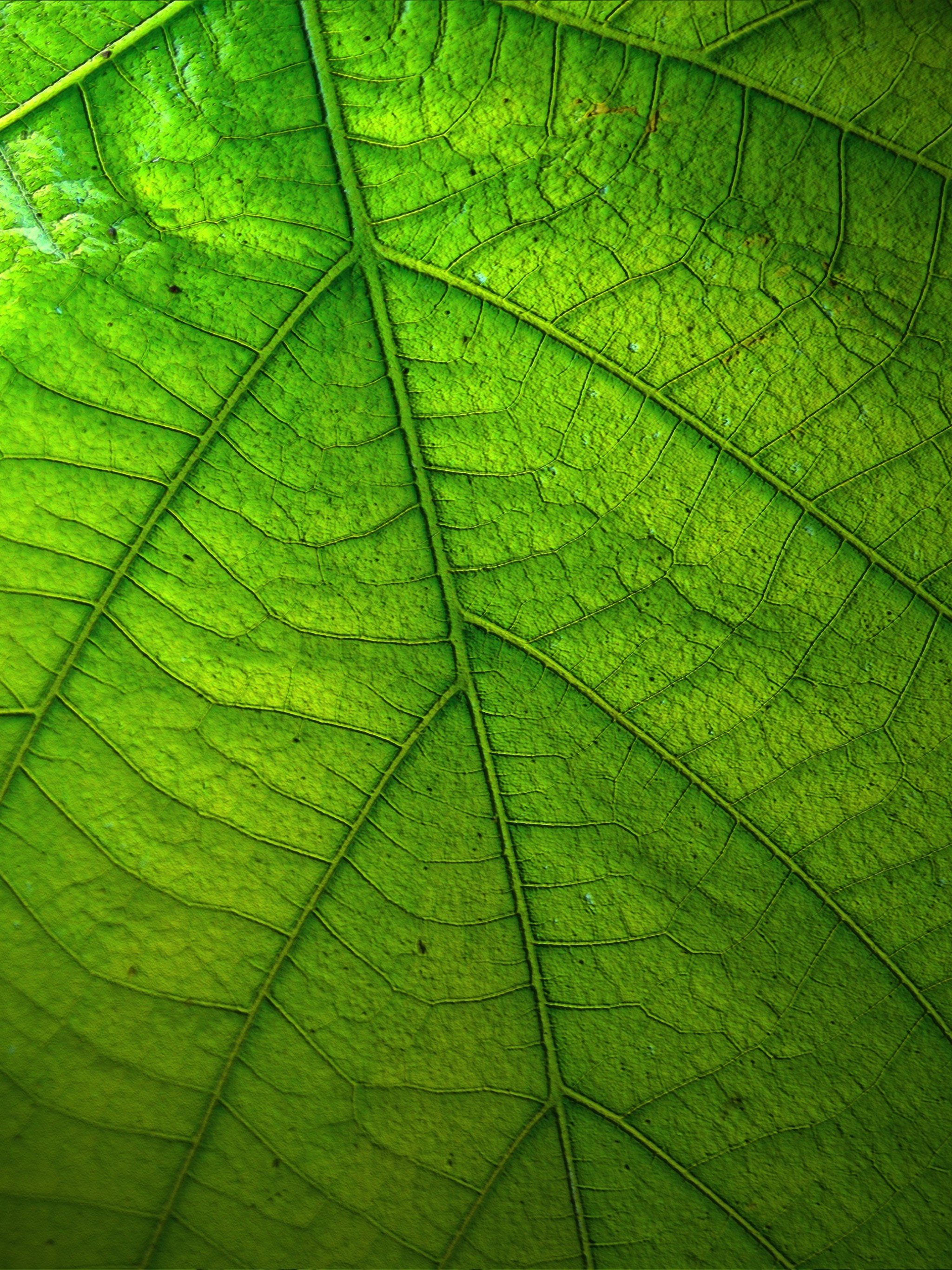 Green Leaf Wallpaper - Mobile & Desktop Background
