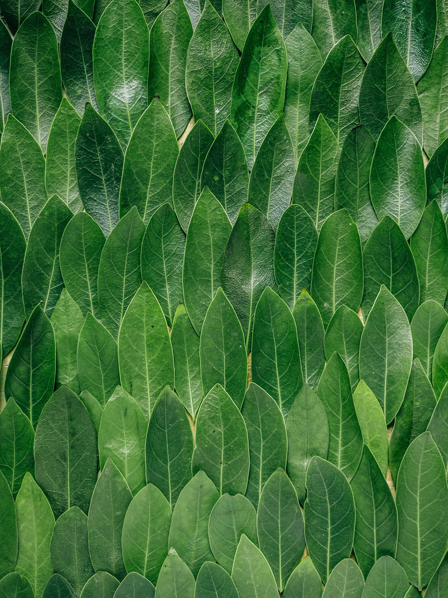 Picture Leaf Texture Leaves Green Nature 1536x2048