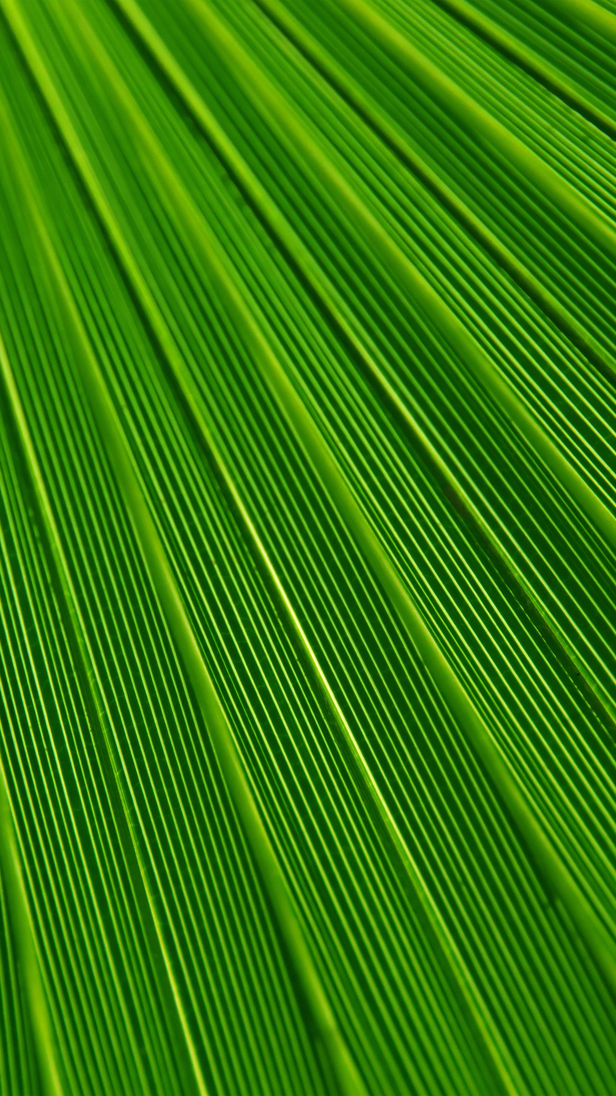 iPhonepapers.com | iPhone 8 wallpaper | vn29-leaf-green-surface ...