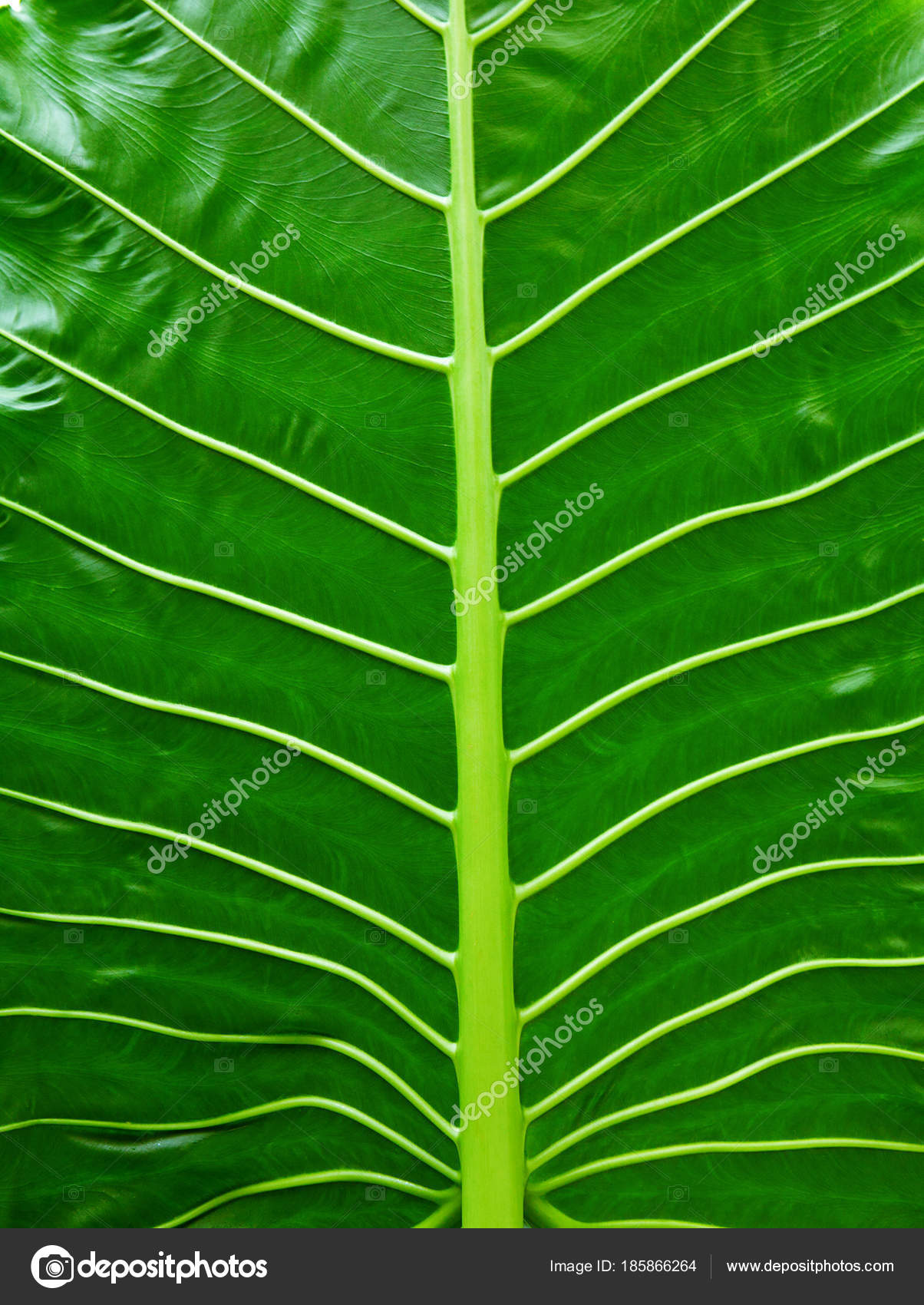 tropical leaf texture, large palm foliage nature green background ...