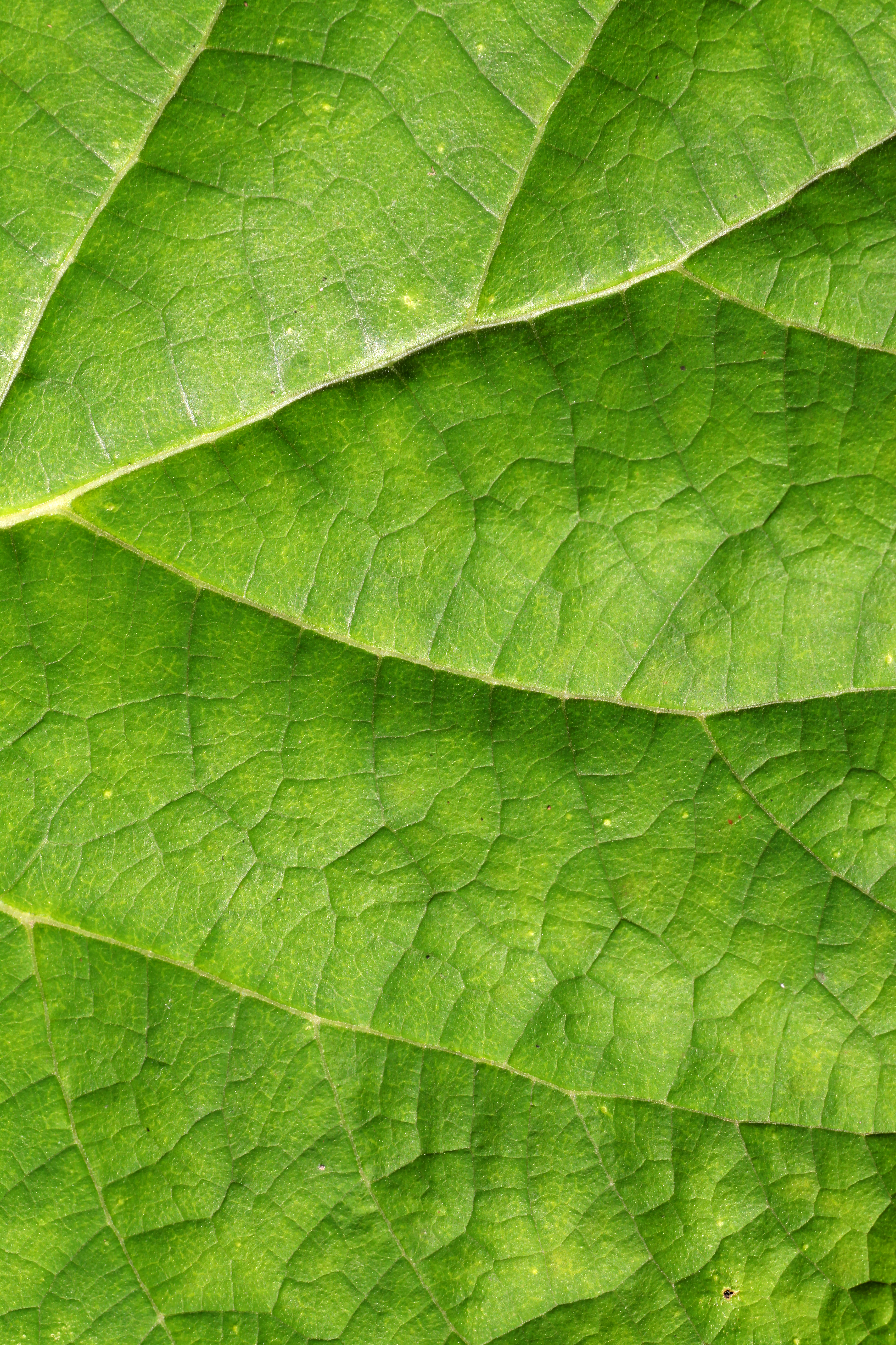 Green Leaf Texture - Free Stock Photo by Janaka Dharmasena on ...