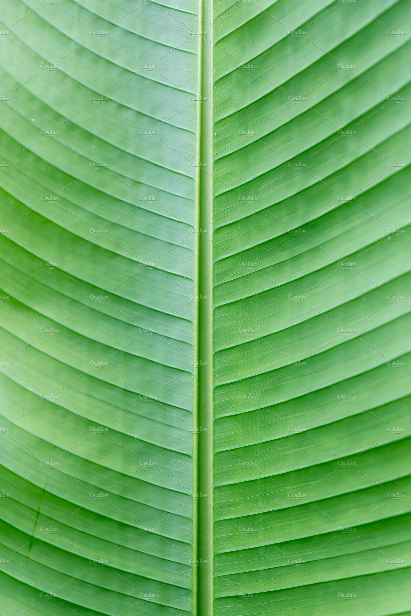 green big leaf as a background ~ Nature Photos ~ Creative Market