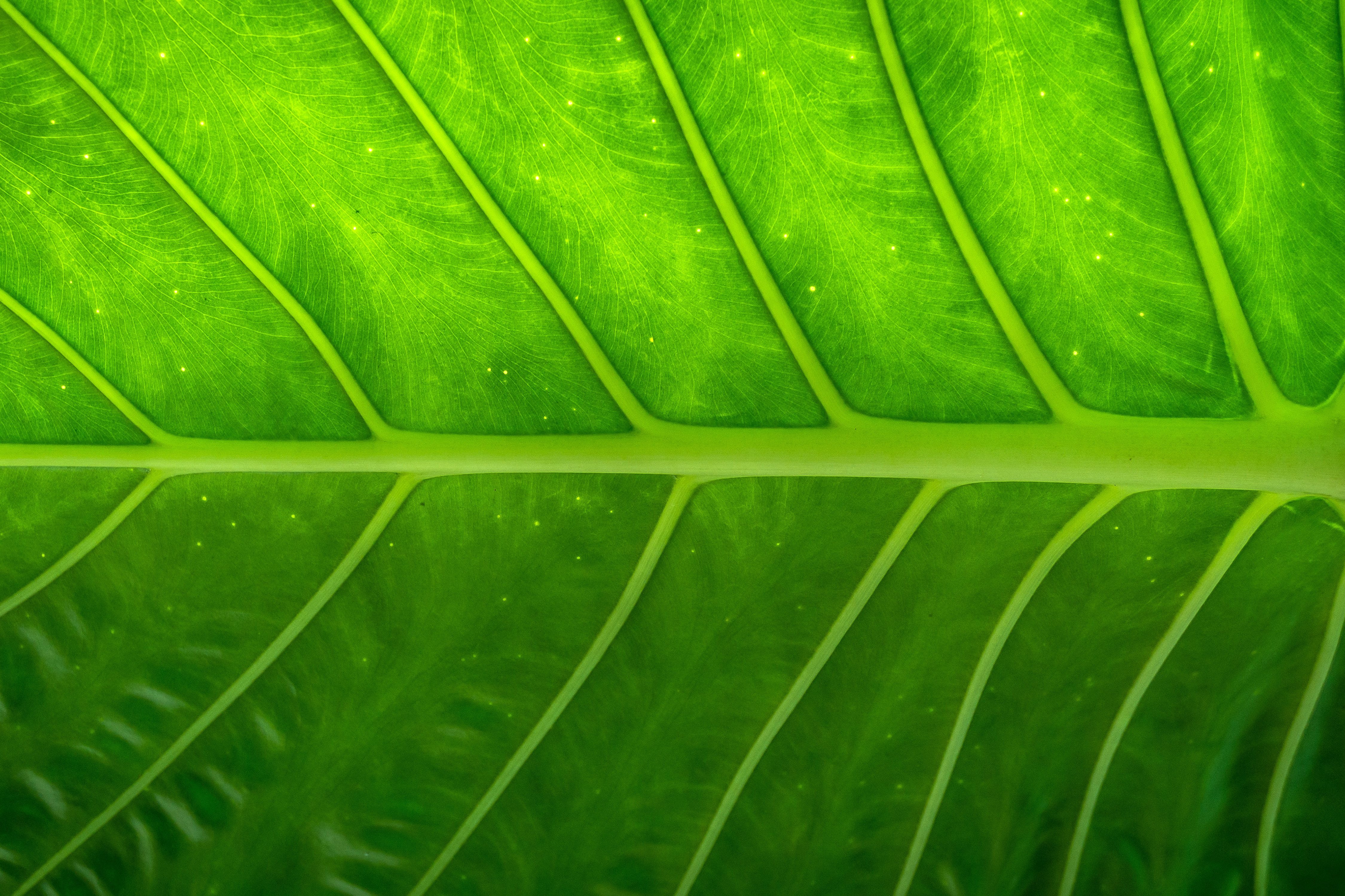 Leaf Texture Free Photo - ISO Republic