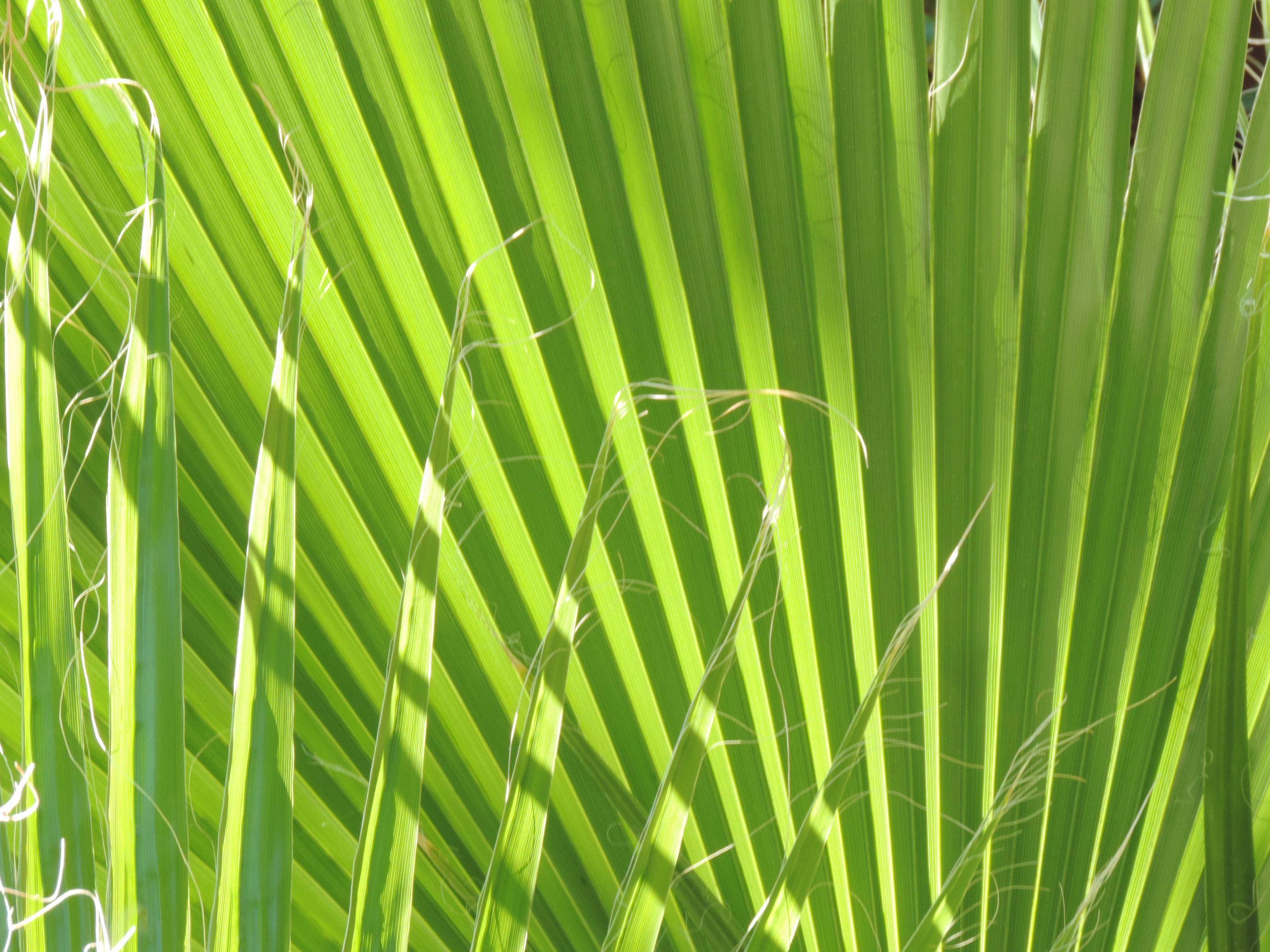 File:Leaf-texture-Marrakesh-3.jpg - Wikimedia Commons