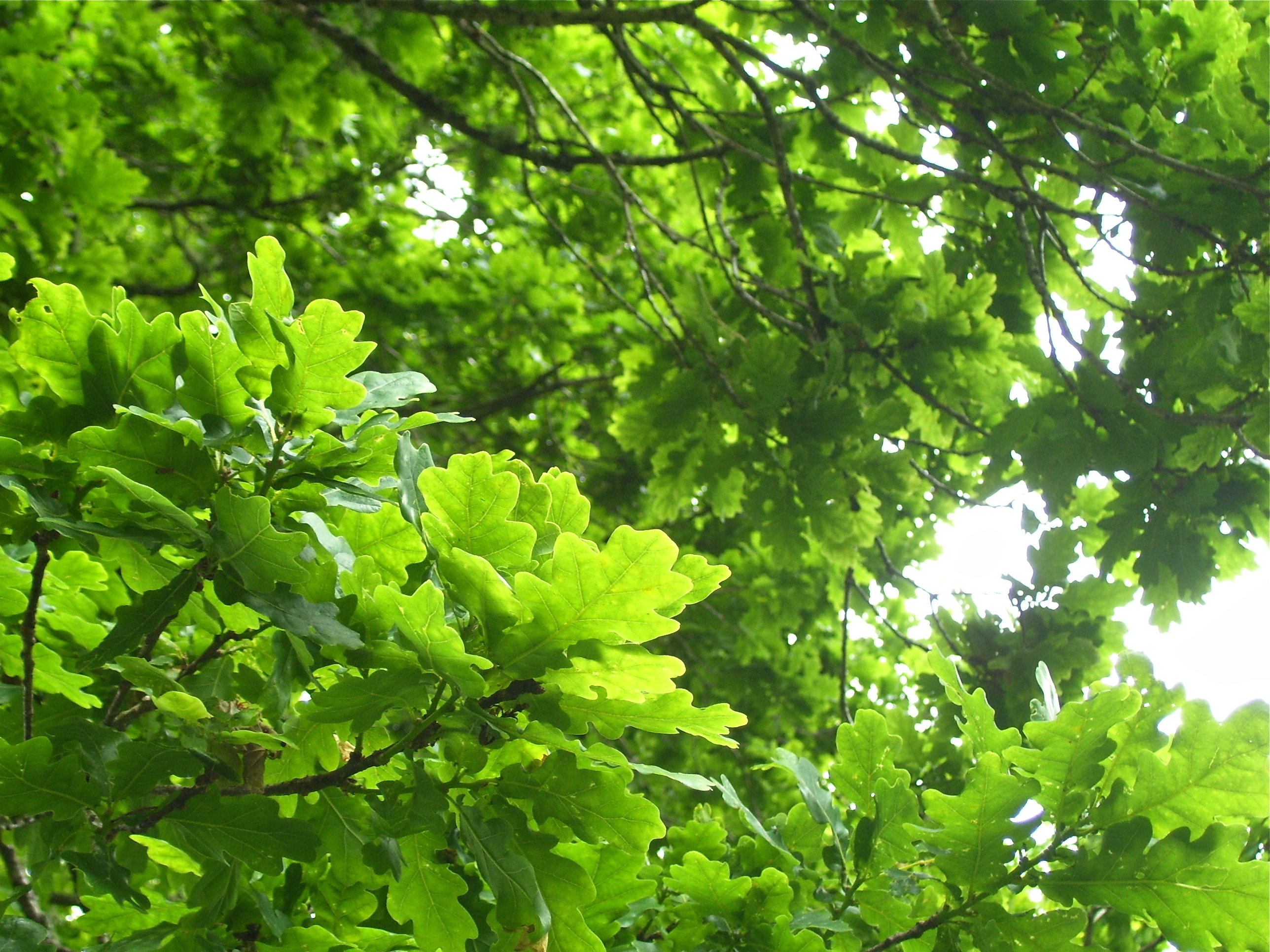 The Tuesday tree: green oak | Dancing Beastie