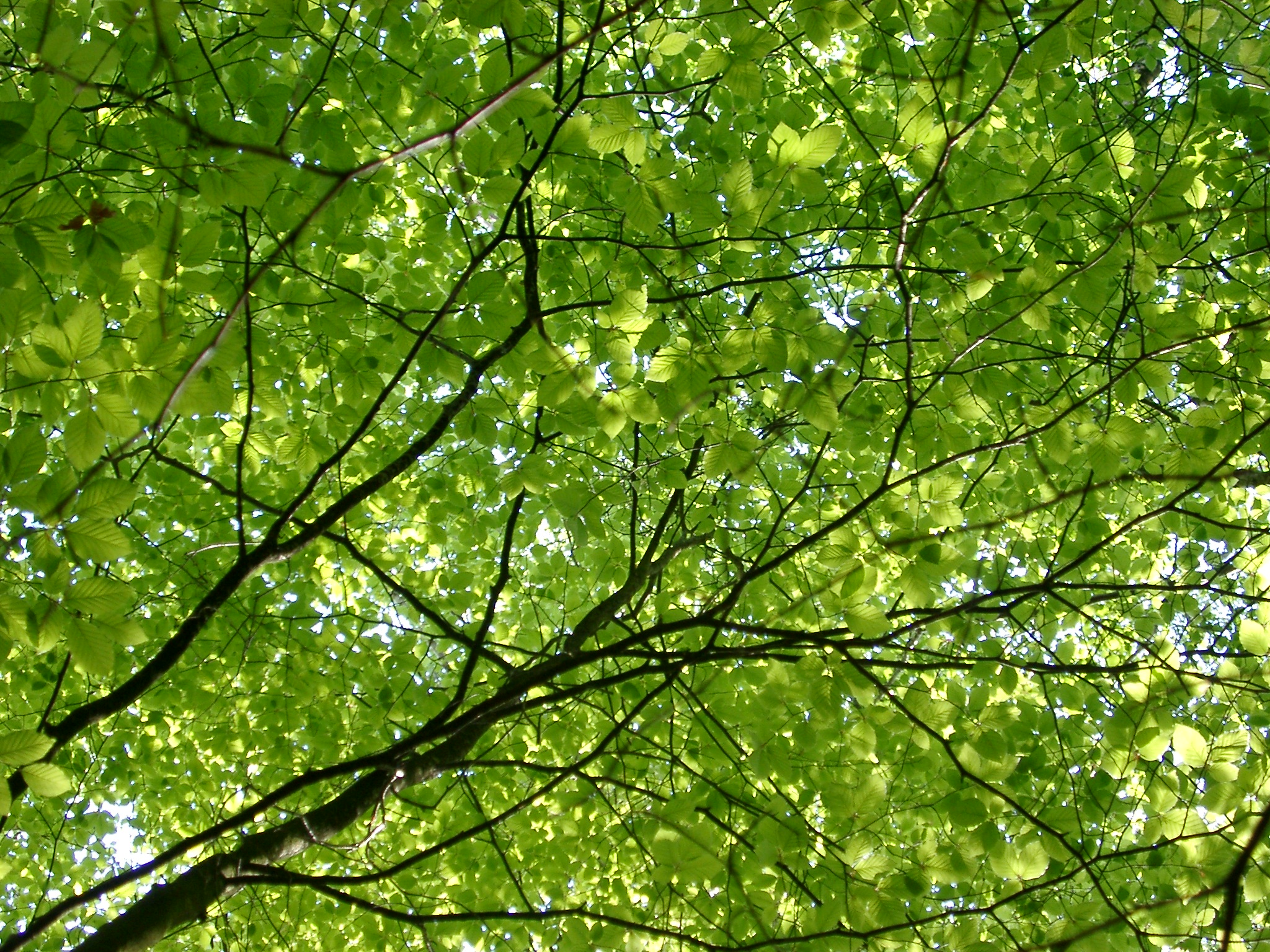 Free Stock photo of oak trees | Photoeverywhere
