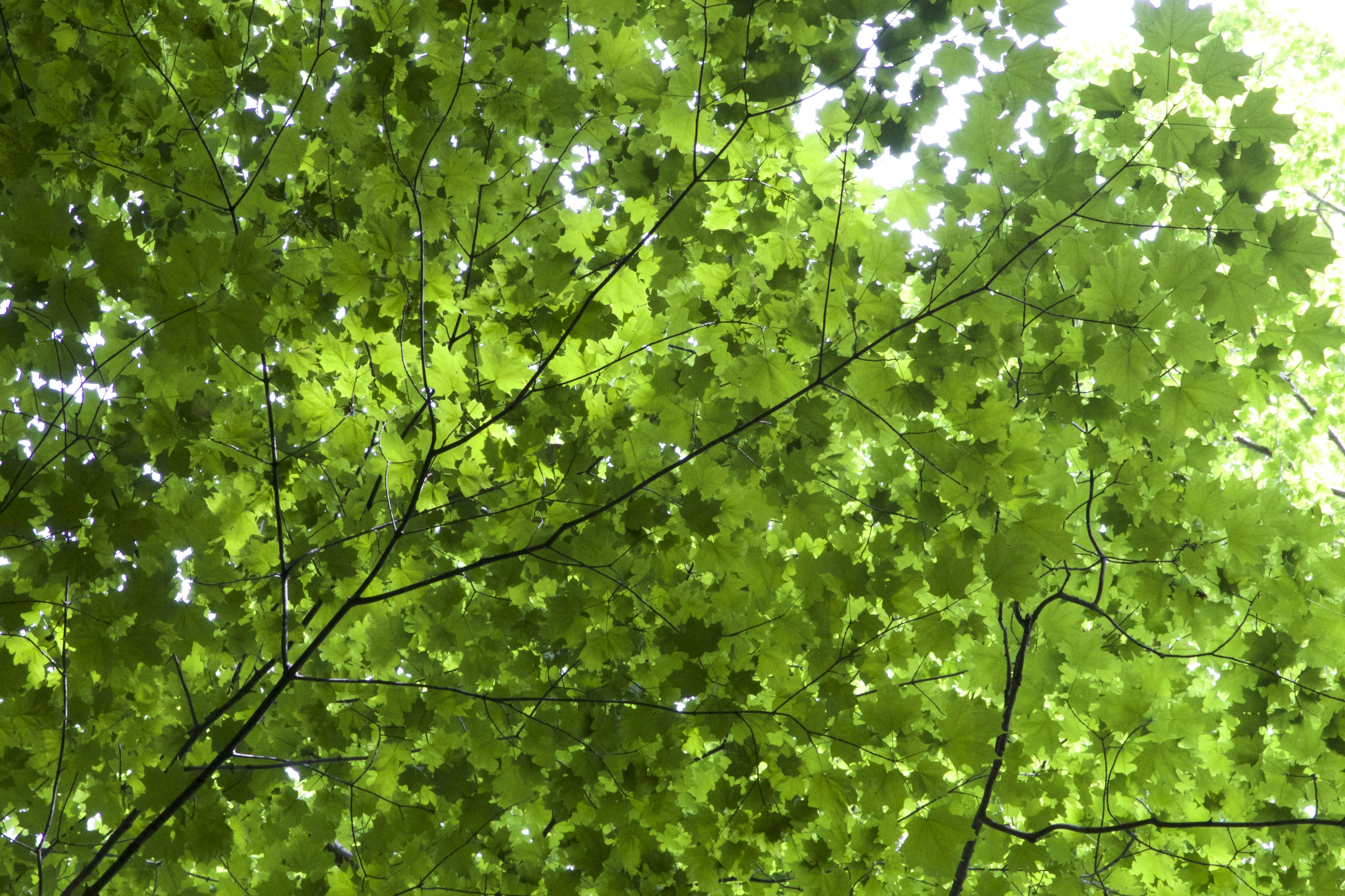 Free picture: leaves texture, green leaves, under tree, leaves