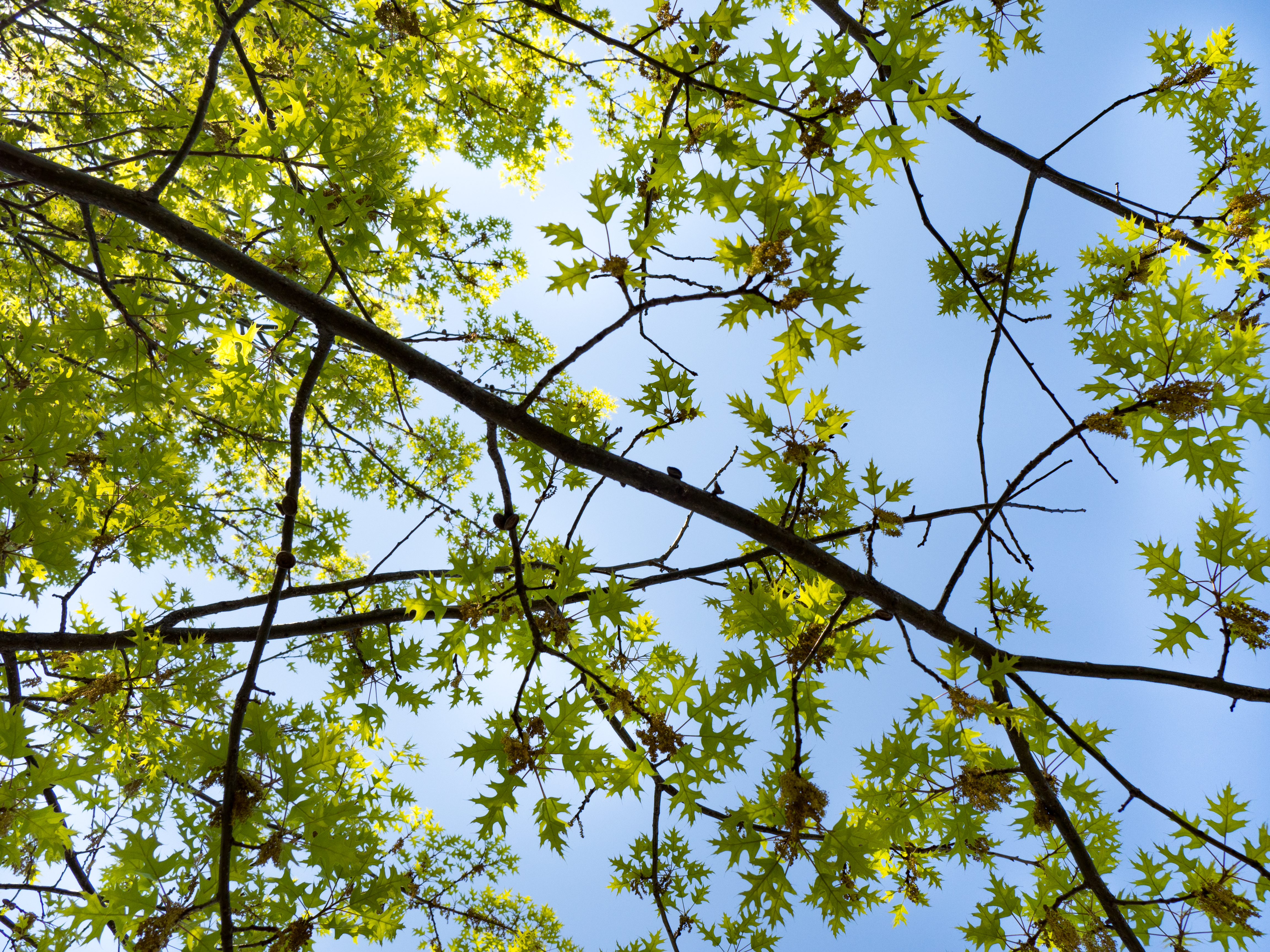 Green Leaves on Tree Branches – MMT