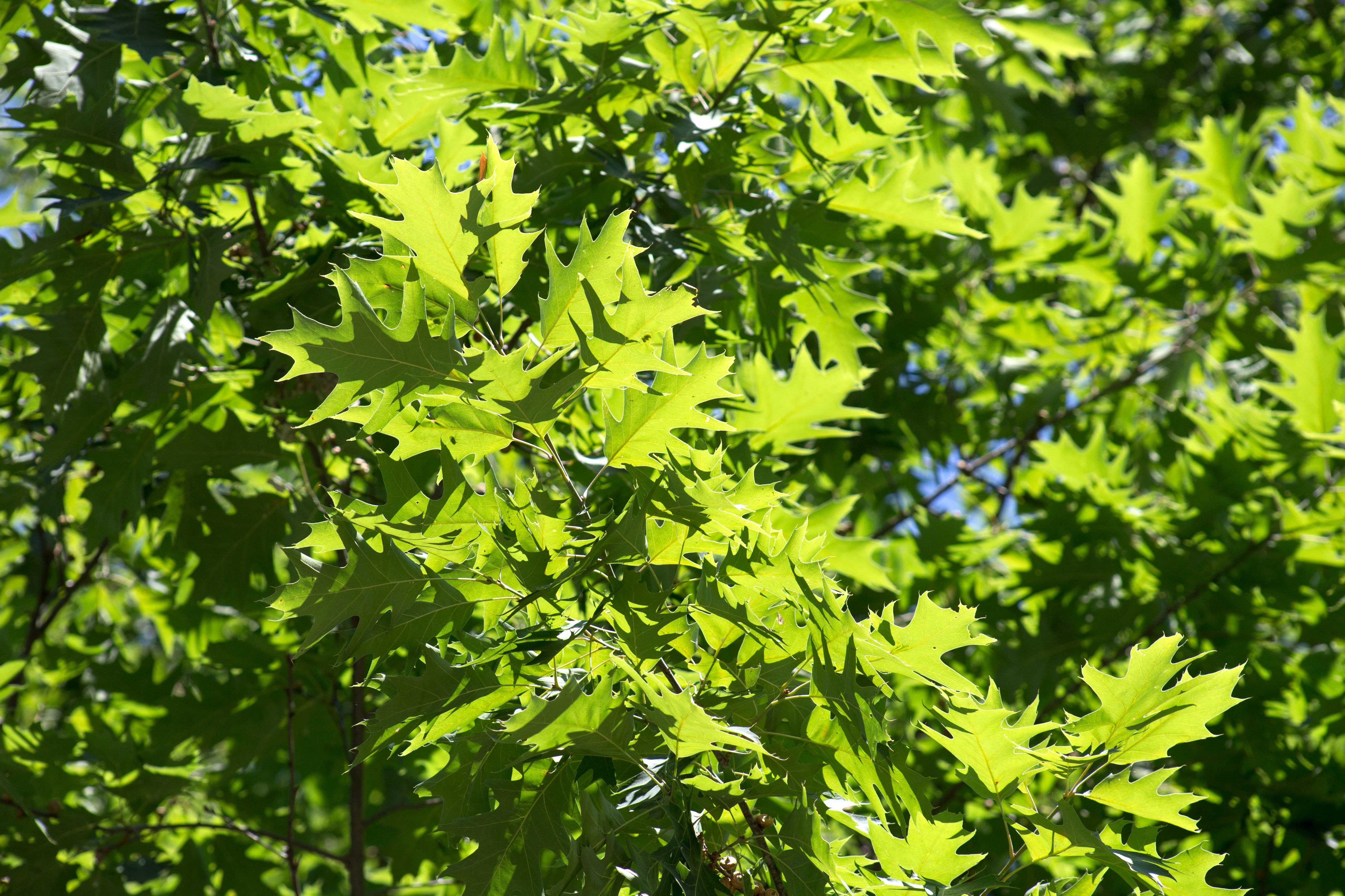 Free picture: green leaves, texture, nature, leaves, trees, summer