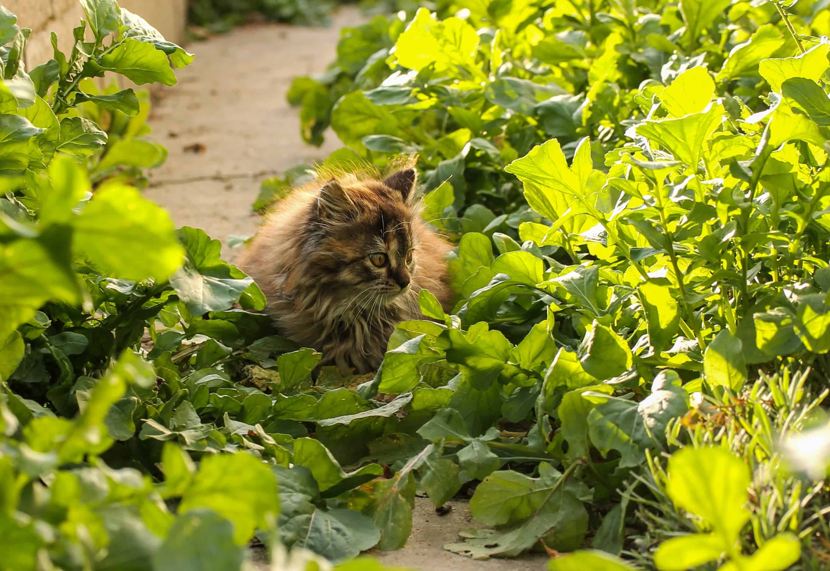 Free picture: nature, green leaf, tree, outdoor, cat, flora, daylight