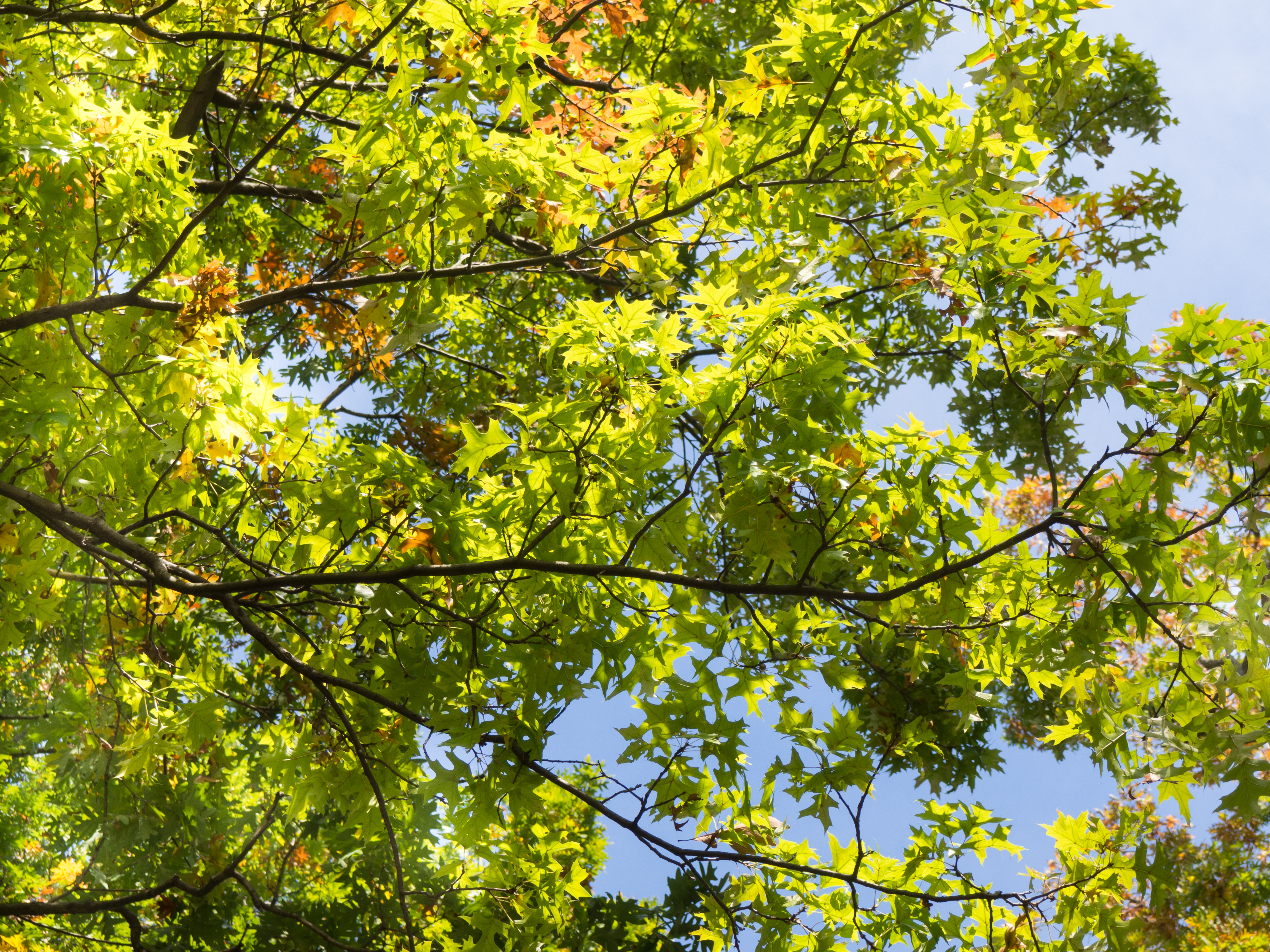 Green Leaves on Tree Branches – MMT